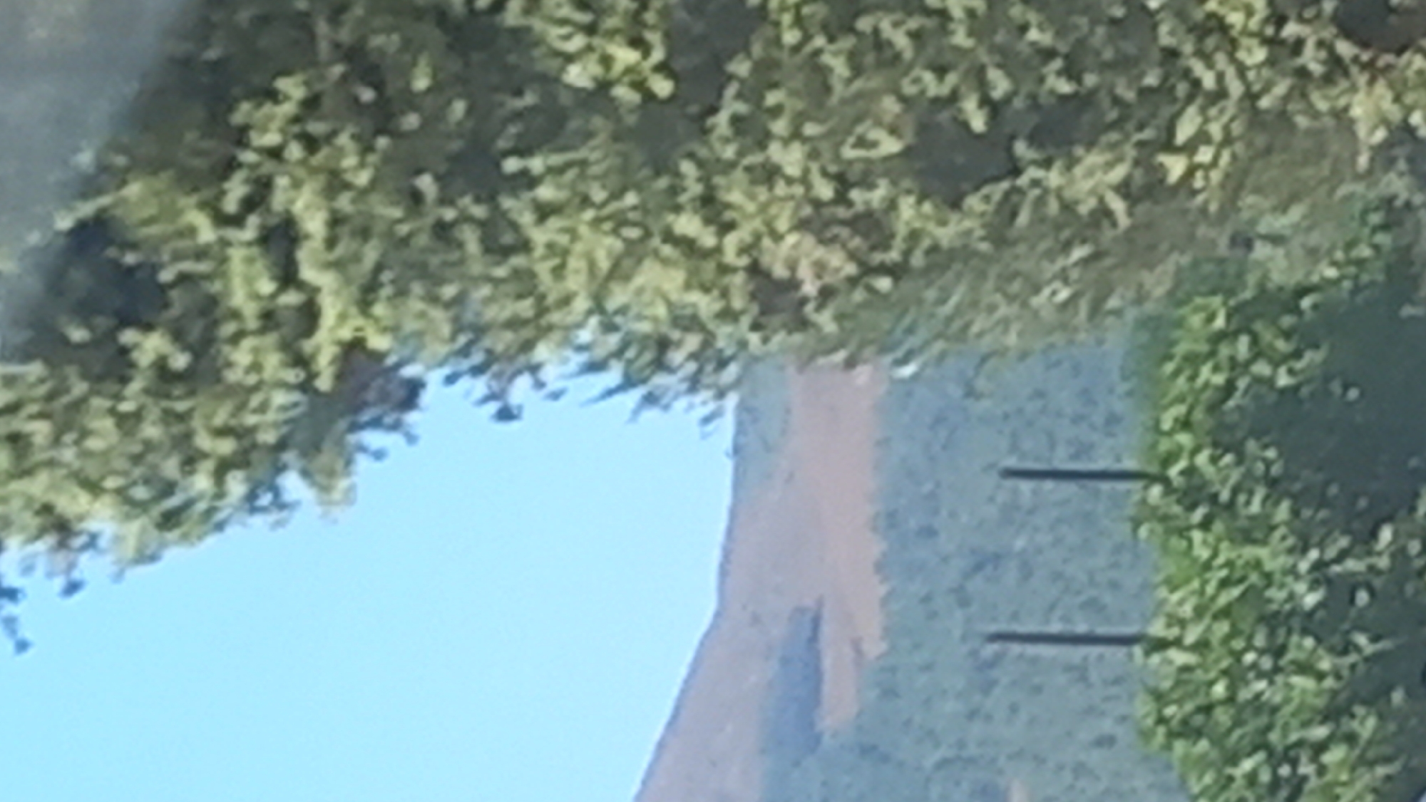 The image depicts an outdoor scene with a focus on natural elements and a distant landscape. In the foreground, dense green foliage, likely shrubs or bushes, occupies the lower portion of the frame. Two thin, dark vertical posts are visible emerging from the top of this foliage. Behind the foliage, a hill or mountain range is visible, with a noticeable change in color on its slope, suggesting a different type of terrain or vegetation. The sky is a clear, light blue, with the upper right portion of the frame dominated by the blurred branches and leaves of a large tree. The overall impression is of a natural, undeveloped area, possibly a rural or park-like setting. The image is taken from a slightly elevated perspective, looking towards the distant hills. There are no people or discernible structures within the visible area of the image.