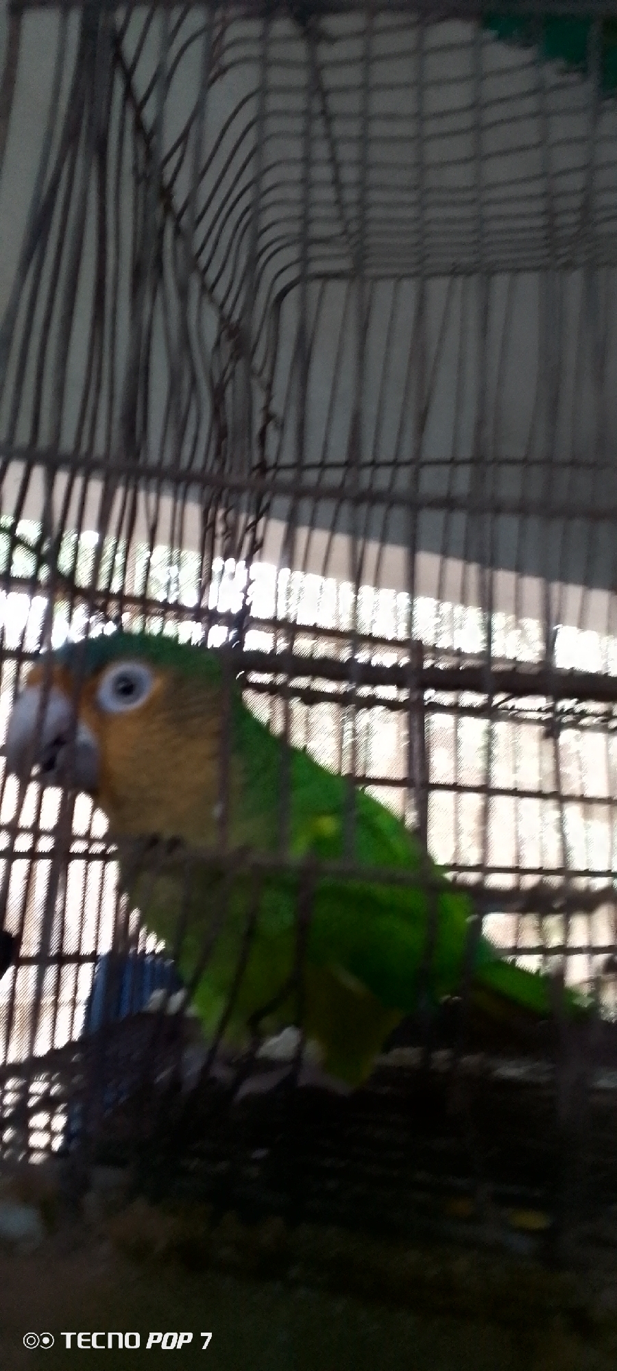 A green parrot with a yellow-orange head and white eye-ring is inside a cage. The cage has a dark metal frame and thin bars. The background is blurred and appears to be a light-colored wall with some sunlight filtering through. The bottom of the image shows the text "TECNO POP 7". The location is Altagracia, Venezuela.