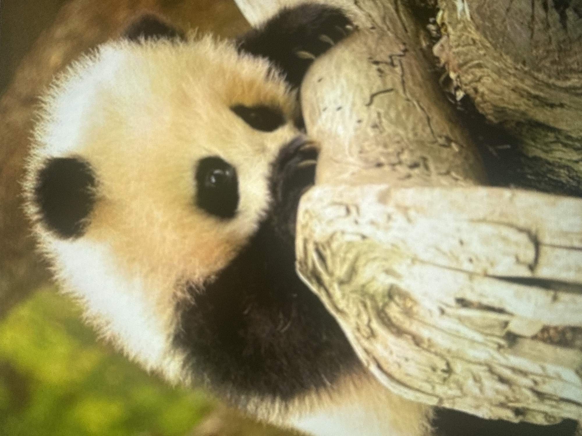 A baby panda is resting on a tree branch. The panda has black patches around its eyes and ears, and its fur is mostly white and cream colored. It is curled up and appears to be sleeping or resting. The tree branch is thick and appears to be old, with a rough texture. The background is blurred, with hints of green foliage. The image is a close-up shot, focusing on the panda and the branch. There is no information about the location in the city of Dykivka, Ukraine.