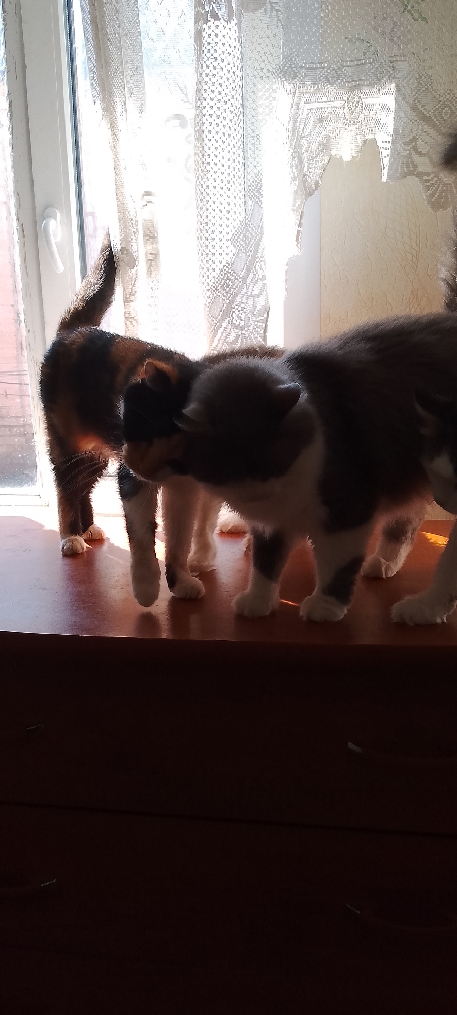 The image depicts two cats on a dark wooden surface in front of a window with white lace curtains. The sunlight streams through the window, creating a bright, backlit scene. The cat on the left is tortoiseshell patterned and its rear is facing the viewer. The cat on the right is mostly white with dark patches and is facing to the left, its head bent down as if interacting with the other cat. The foreground shows the wooden surface with visible drawer handles. The background consists of the window and the lace curtains, suggesting an indoor setting. The overall lighting is soft and diffused.