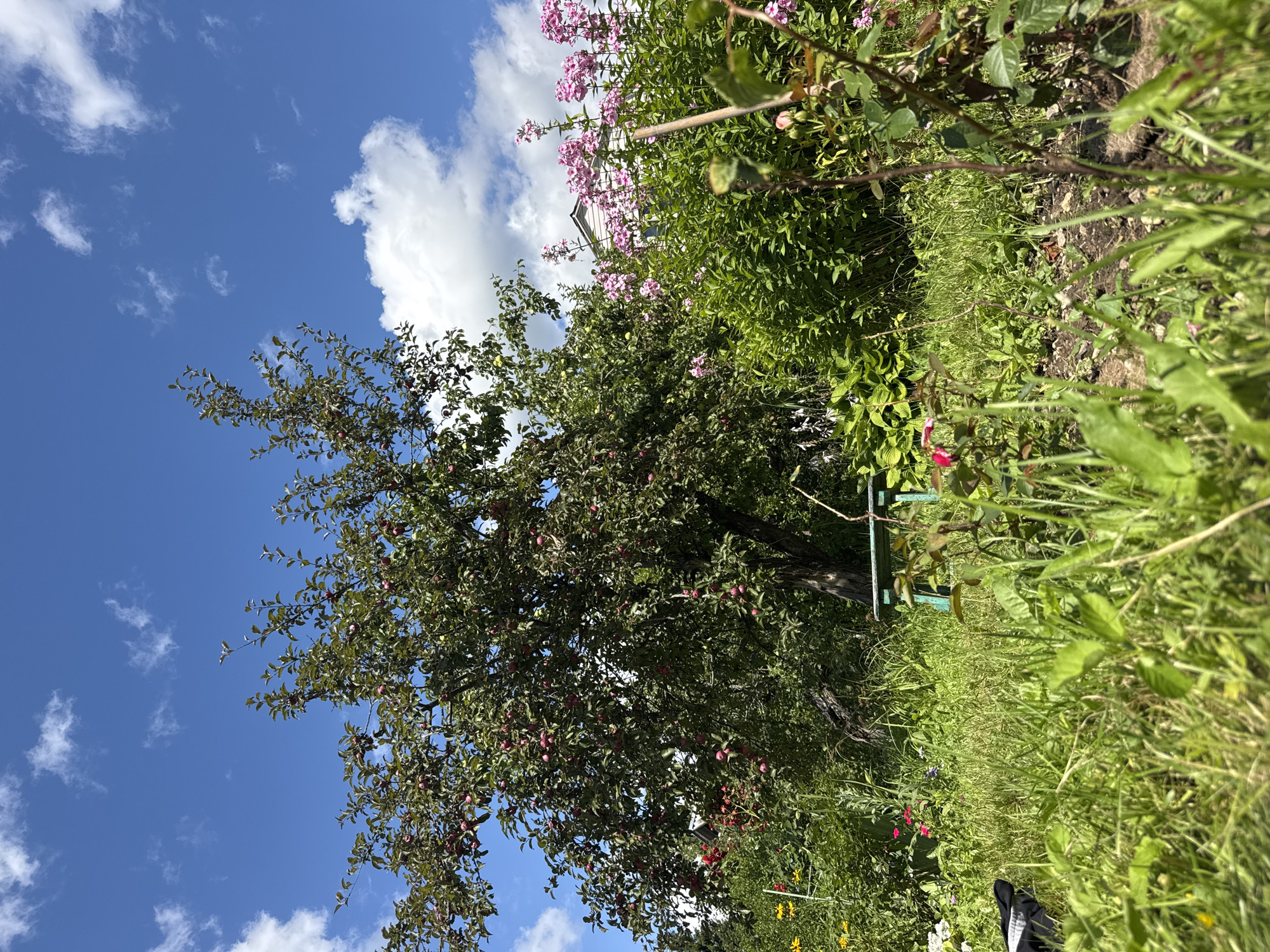 This image depicts a vibrant garden scene under a bright blue sky with scattered white clouds. The foreground is dominated by lush green grass and various plants, some with pink and red flowers. In the mid-ground, a large apple tree laden with red apples stands prominently, its branches reaching towards the sky. Behind the apple tree, a dense cluster of pink phlox flowers forms a colorful backdrop. A light-colored house with a peaked roof is partially visible behind the flowers. A small, teal-colored bench is situated near the base of the apple tree. The overall impression is one of a well-tended, productive garden in a rural or suburban setting. The location is identified as Krasnaya Presnya SNT, Russia. There are no people or animals visible in the image.