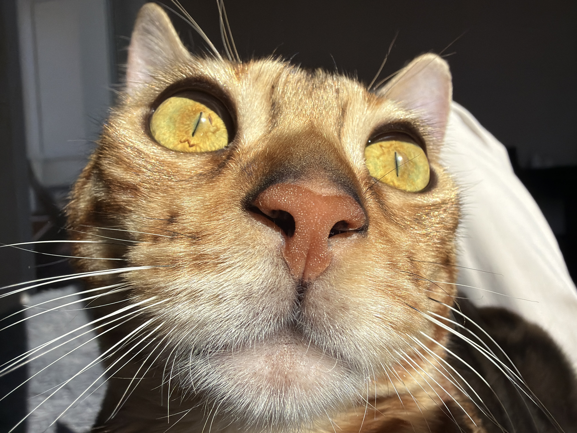 This extreme close-up shot captures the face of an orange and brown tabby cat, likely taken from a low angle, giving it a somewhat "selfie" or "fisheye" effect. The cat looks directly into the camera with a wide-eyed, curious, or surprised expression. Its large, striking yellow-green eyes feature narrow, vertical pupils, characteristic of cats in bright light. Intricate patterns are visible within the irises, particularly in the left eye, which also shows a distinct zigzag mark. Reflections of a bright, possibly window-like light source are visible in both eyes.
The cat's nose is prominent, pinkish-brown, and slightly moist, with visible texture. Long, white whiskers fan out widely from both sides of its face, some casting soft shadows against the dark background. The fur is short and dense, displaying classic tabby markings in shades of orange, brown, and cream, particularly lighter around the muzzle and chin.
Strong, natural light, likely sunlight, illuminates the cat from the top-left, highlighting its fur and intensifying the glow of its eyes. The background is mostly dark and out of focus, with a blurred light-colored object (possibly a bed or curtain) visible on the right. This image was captured in Krasnoyarsk, Russia. No visible text is present.