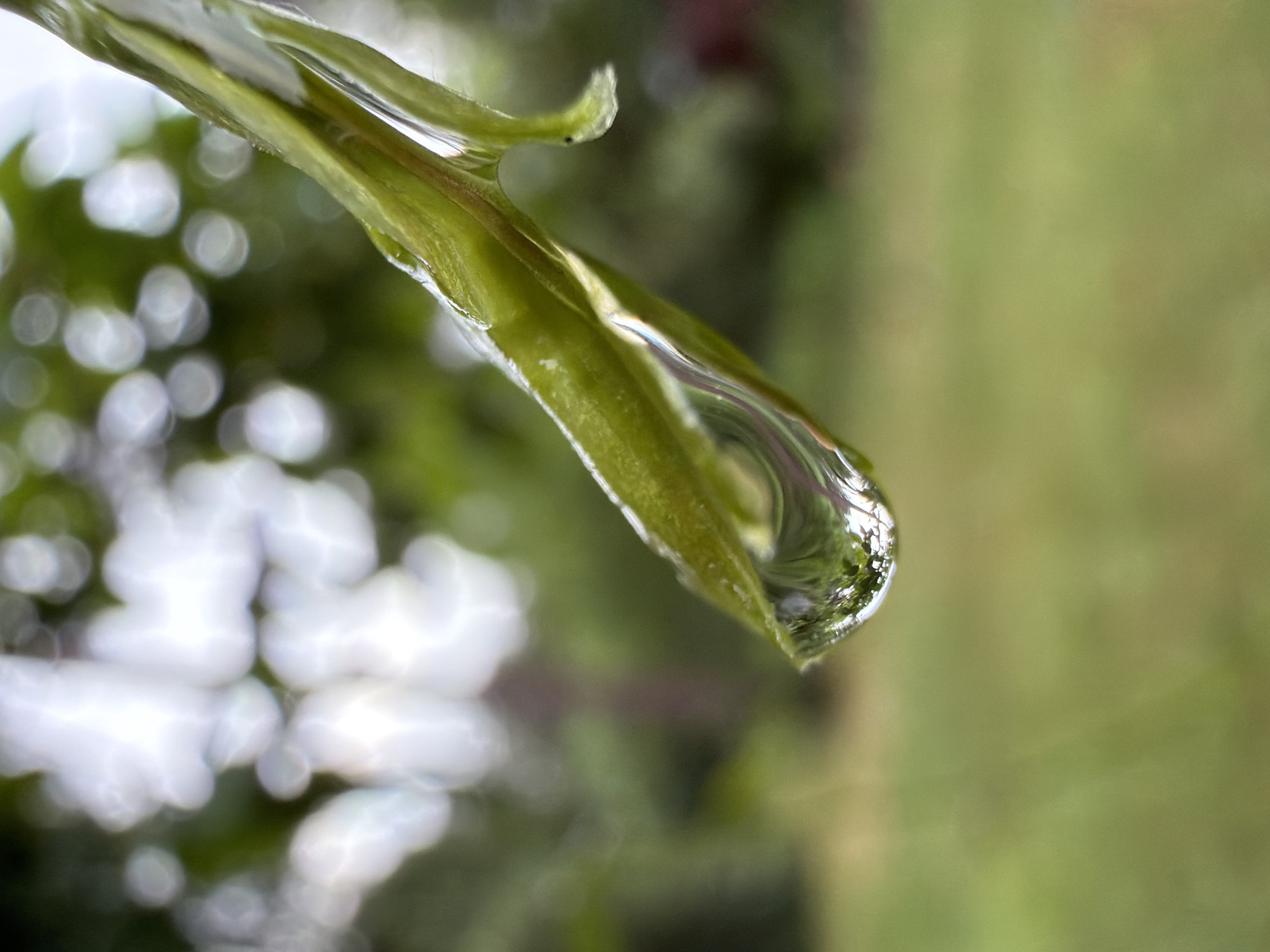 The image is a close-up, shallow depth-of-field photograph of a dewdrop on a green plant stem. The dewdrop is magnified and refracts the surrounding environment, showing inverted reflections of green foliage and bright, out-of-focus white lights, possibly from the sky or distant illumination. The plant stem is a vibrant green, with some subtle texture visible. The background is a soft blur of green, suggesting an outdoor environment with grass and trees. The photograph appears to have been taken in natural light. There are no people or animals visible in the image, and no specific landmarks that would place it in Udelnaya, Russia. The image captures a moment of nature's detail, focusing on the clarity and reflective properties of the water droplet.