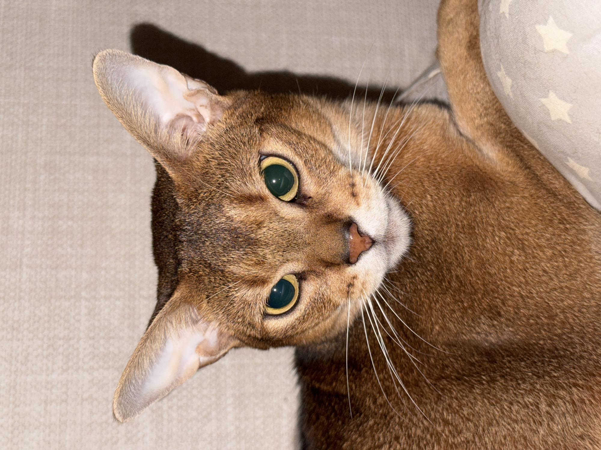 A close-up, slightly tilted shot features an Abyssinian cat with striking emerald green eyes and a tawny agouti coat, looking directly at the camera. The cat's head is tilted, showcasing its prominent white whiskers and reddish-brown nose. Its fur displays a characteristic ticked pattern of varying shades of brown and gold.
The cat is positioned indoors, likely resting on a light-colored, textured surface, possibly a sofa or bed. Partially visible to the right of the cat's body is a pillow with a light-colored fabric patterned with small white stars. A strong, distinct shadow is cast behind the cat's head and neck onto the light background, suggesting an artificial light source from the front. The cat appears alert and curious. No text is visible in the image. The scene is set in Chaikovsky, Russia.