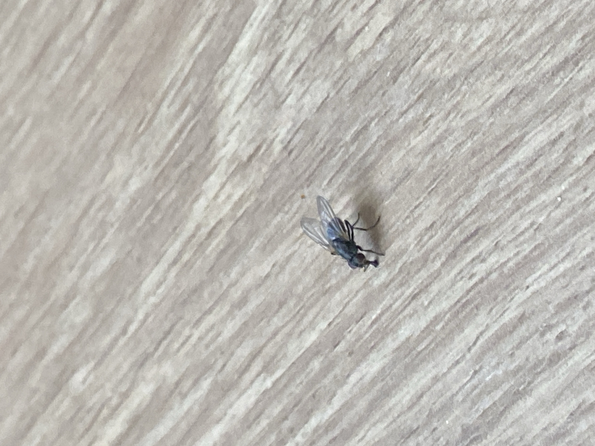 A single housefly is visible on a light-colored, wood-grained floor. The fly is dark in color and positioned in the lower center of the frame, facing towards the left. The floor has a diagonal pattern. The scene is an indoor environment, consistent with a residential or commercial space. There is no indication of the city of Kursk, Russia, or any other specific location.
