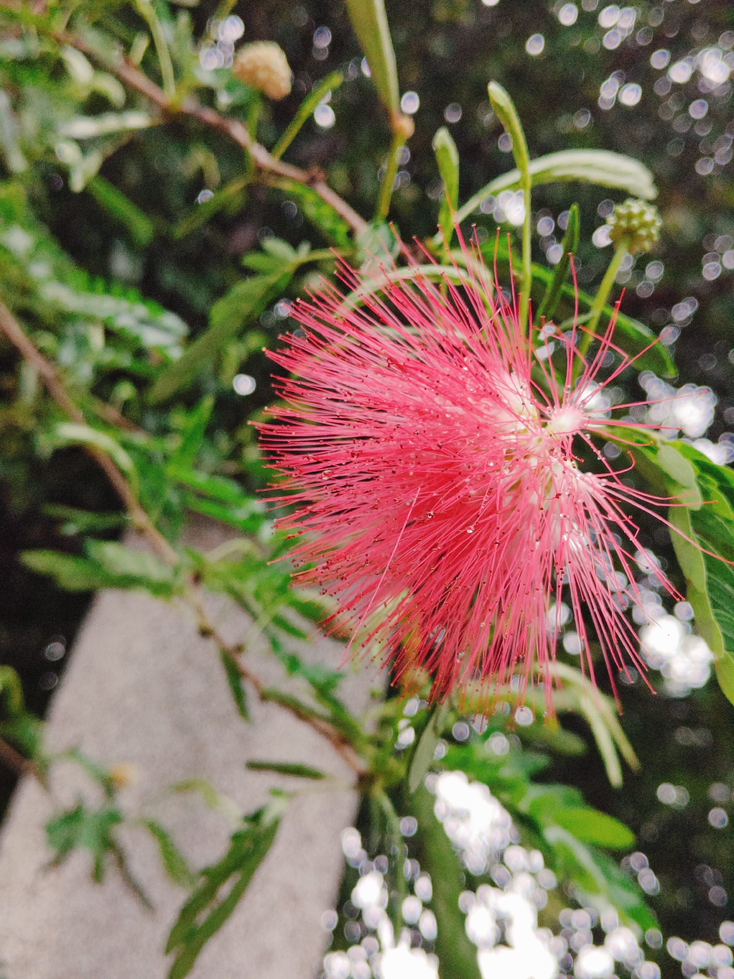A close-up, slightly low-angle shot features a bright pink Calliandra flower, also known as a powder puff flower, in full bloom. The flower, positioned in the right-center of the frame, displays a dense cluster of thin, vibrant pink stamens, some of which are tipped with tiny droplets, possibly dew or water. The background is a soft blur of lush green foliage and bokeh-effect circles of light, suggesting a natural or garden setting. A light-colored, textured surface, possibly a wall or stone, is visible in the lower left quadrant, out of focus. The overall lighting is soft and diffused, highlighting the delicate texture of the flower. The image does not contain any people or explicit indications of its specific location within Gurgaon, India.