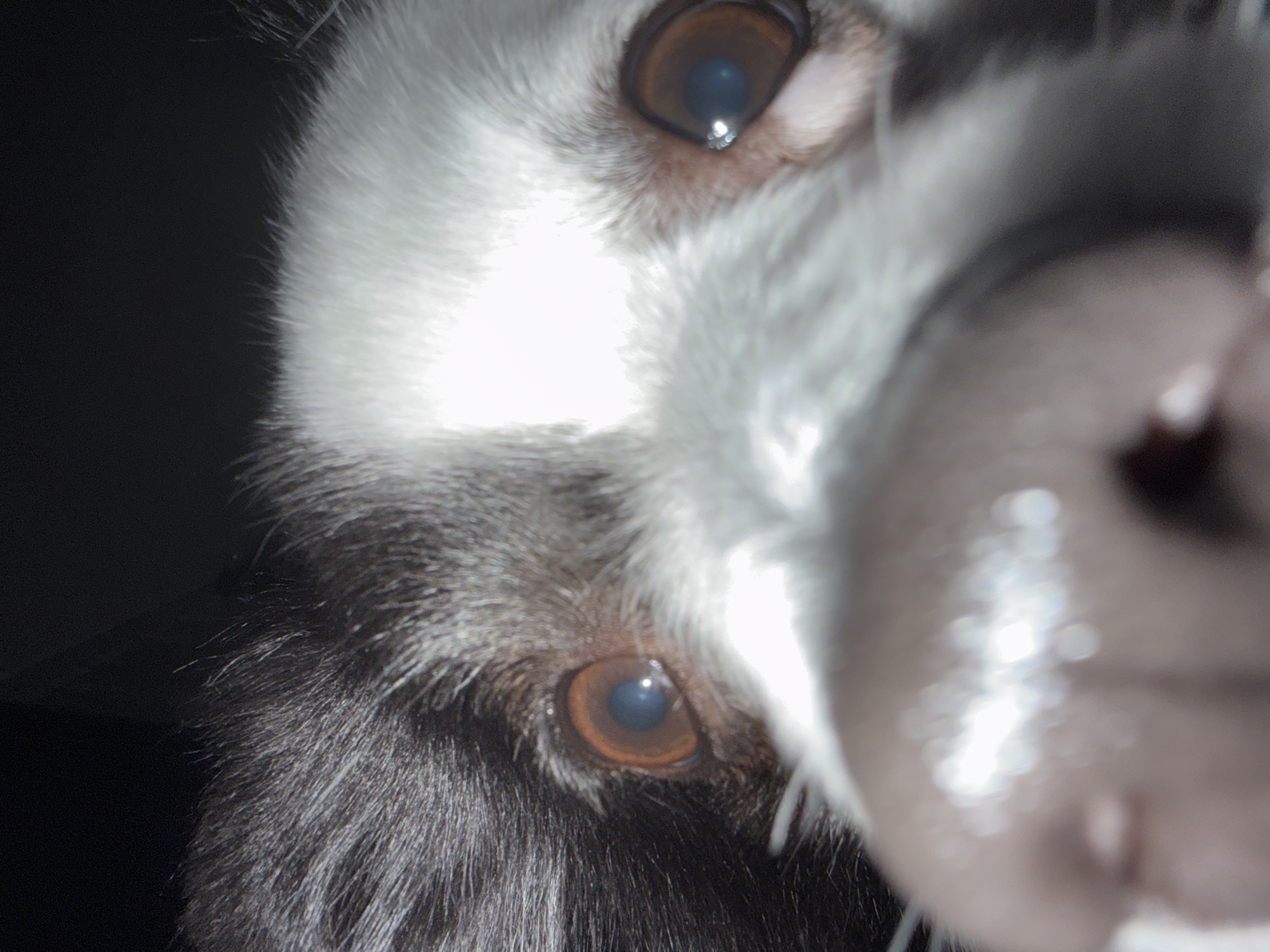 The image is a close-up, upside-down view of a black and white dog. The dog's two eyes are visible, with brown irises. A large, blurred nose dominates the right side of the frame. The background is dark and out of focus. The location in Stara Zagora, Bulgaria is unknown.