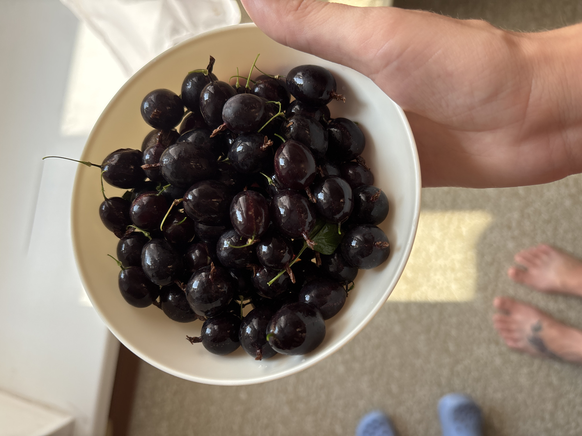 A white bowl filled with dark purple berries, likely blackcurrants or gooseberries, is held in a person's right hand. The berries are round and glossy, with some stems still attached. The bowl is positioned at an angle, revealing a portion of the person's palm and wrist. In the background, a light-colored surface, possibly a table or windowsill, is visible. The floor is carpeted, and a pair of blue slippers and a person's bare feet with a tattoo on the left foot are visible in the lower left corner of the image. The lighting suggests an indoor setting with natural light coming from the right. The scene does not provide any specific indicators of the city of Naberezhnye Chelny, Russia.