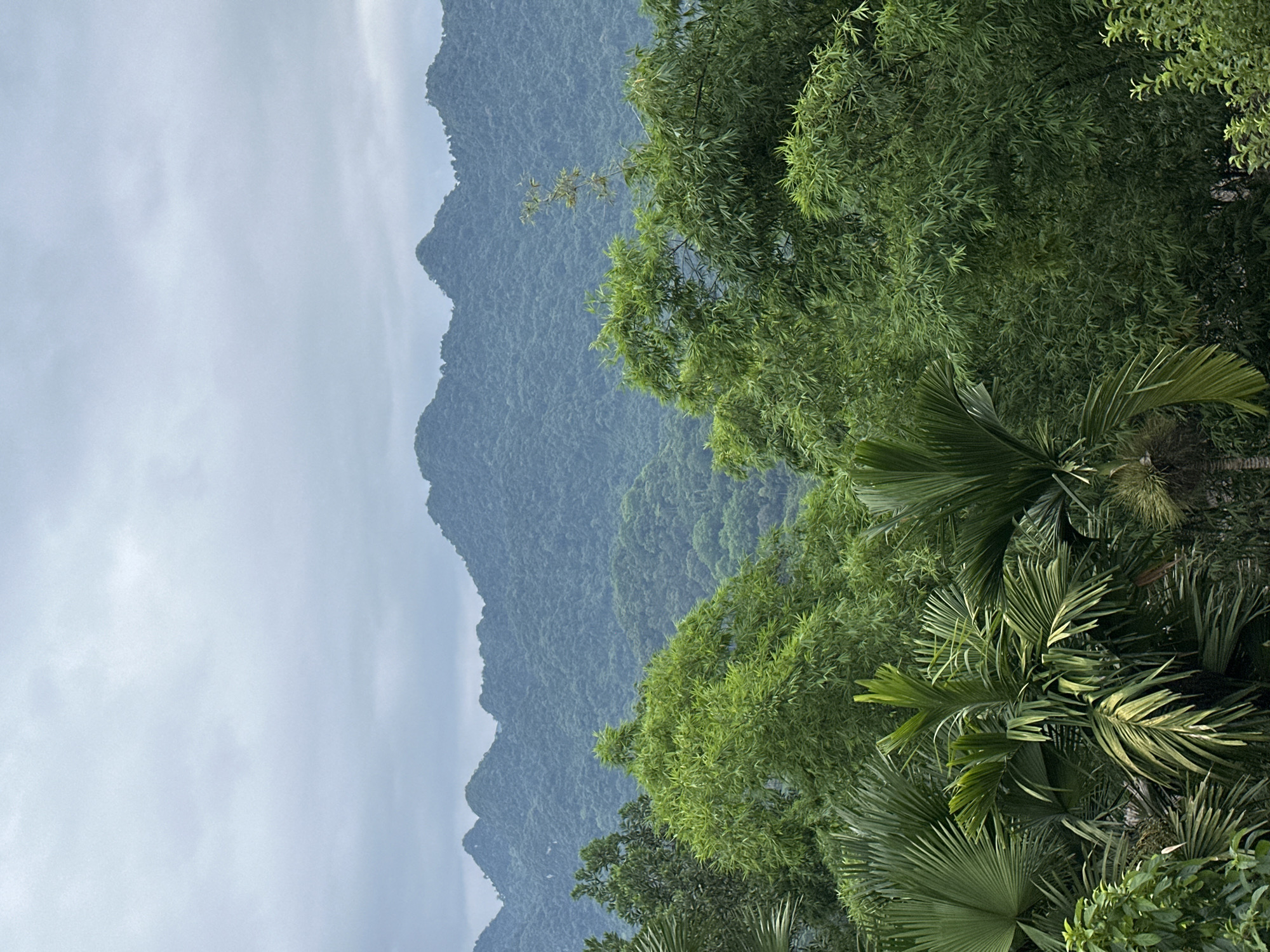 This media file presents a vertical, eye-level shot of a lush, mountainous landscape, likely captured in Pù Luông Commune, Vietnam. The scene is dominated by layers of verdant, mist-shrouded mountains in the background, their jagged peaks receding into a hazy, pale blue sky. The atmosphere suggests a tranquil, possibly early morning or late afternoon setting, with the light diffused by an overcast or misty sky.
In the foreground, a dense arrangement of tropical foliage obstructs the view of the lower mountains. These are primarily various types of palm trees, with their distinctive fronds fanning out, some catching a soft, diffused light. Interspersed with the palms are other green, leafy trees, contributing to the feeling of an untouched, natural environment. The overall impression is one of remote, natural beauty, with a sense of peace and quietude. There is no visible text or human activity depicted in the image. The weather appears to be mild and possibly humid, conducive to the vibrant growth of the vegetation.