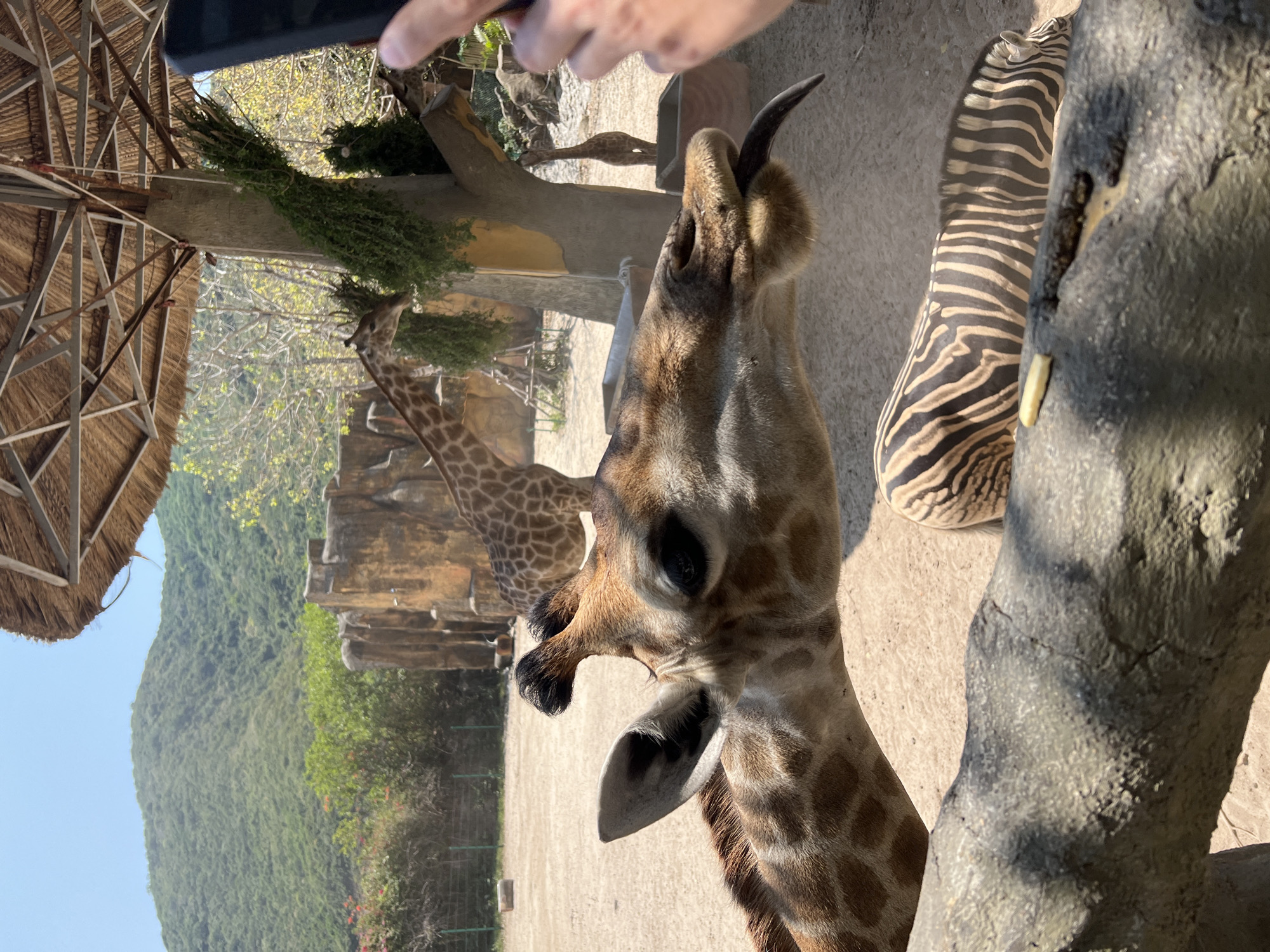 A close-up shot shows a giraffe reaching for foliage. The giraffe is tan with brown spots and has two ossicones on its head. Another giraffe is partially visible in the background. Beside the giraffe is a zebra and a large tree or fake rock wall that is grey. A hand holding a phone is in the upper part of the frame. A thatched roof extends to the left of the image. Beyond the animals, there is a distant view of a green, mountainous landscape under a light blue sky. The location is Nha Trang, Vietnam.