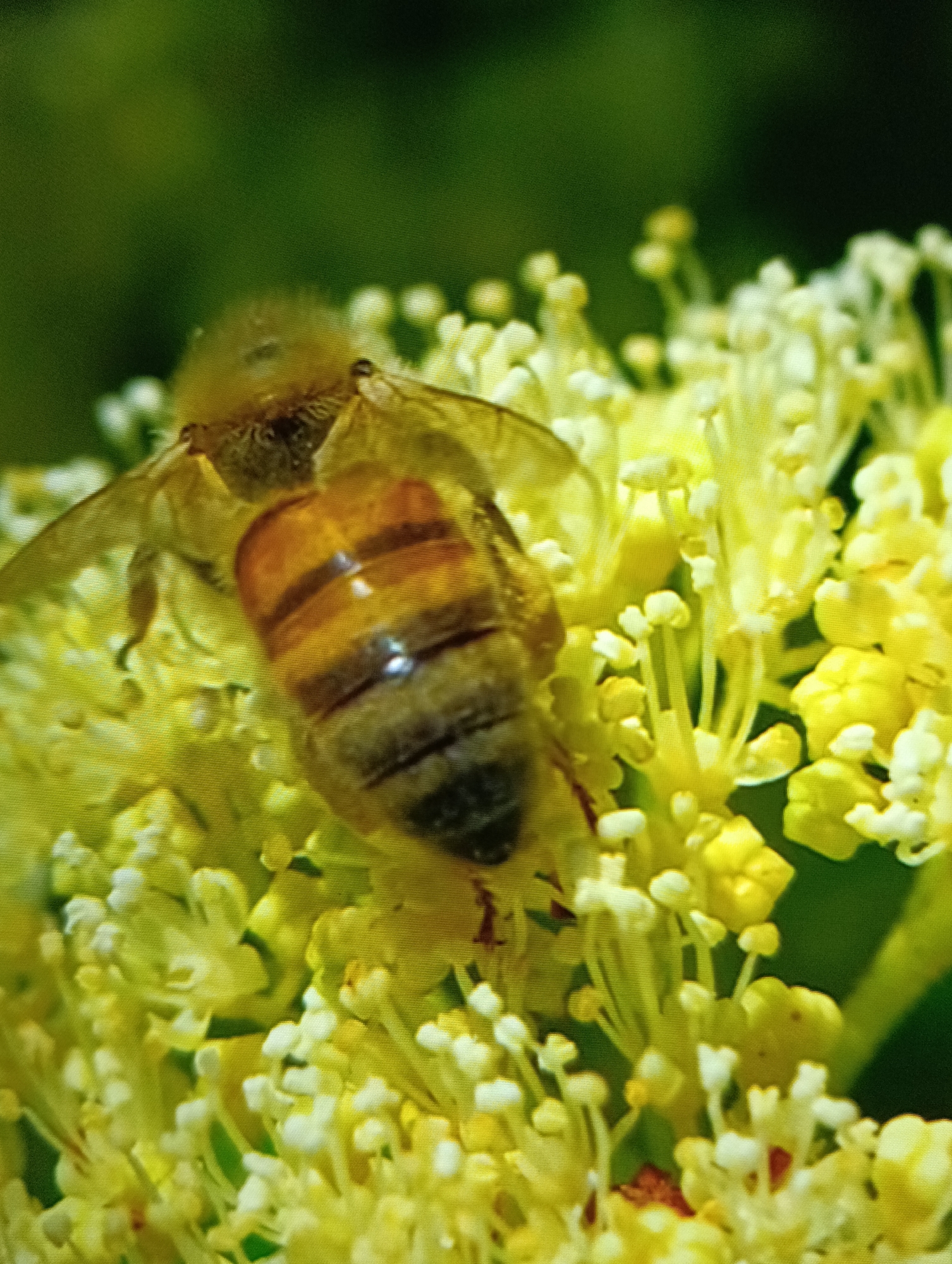 A honeybee is positioned on a cluster of yellow and white flowers. The bee has a fuzzy head and a striped abdomen of yellow, orange, and dark brown. The wings are visible. The background is blurred green. The location and city are unknown.