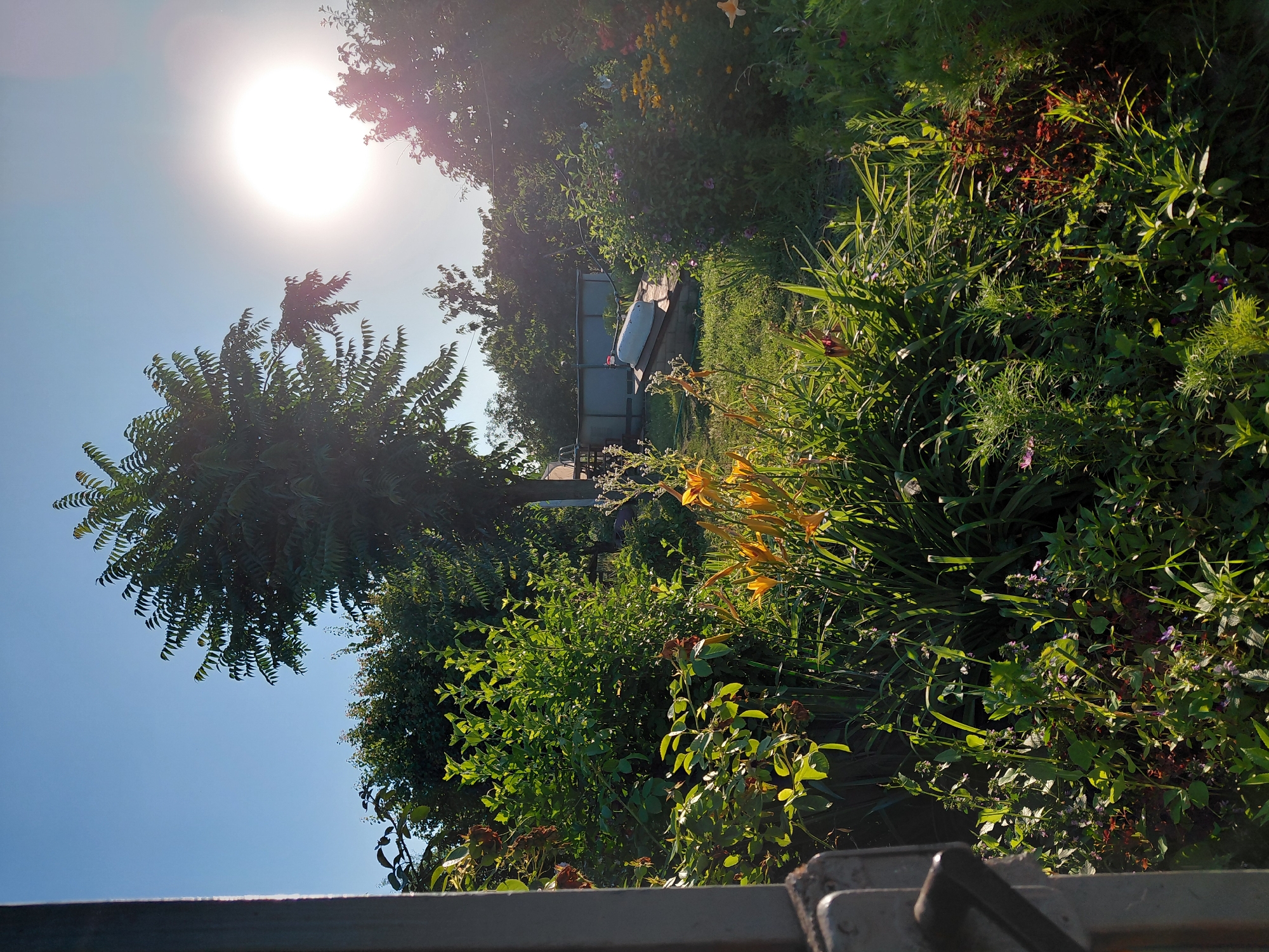 The image depicts a sunlit backyard garden with lush vegetation. In the foreground, a variety of plants, including vibrant orange lilies, are in full bloom. The middle ground features a tree with distinctive serrated leaves, casting shadows on the grass. Beyond the tree, a small above-ground swimming pool is visible, with a white object, possibly a cover or equipment, resting on a brick structure next to it. The sky is clear and blue, with the sun prominently displayed in the upper right quadrant, its bright light creating a lens flare effect. The overall impression is one of a serene summer day in a well-maintained garden.