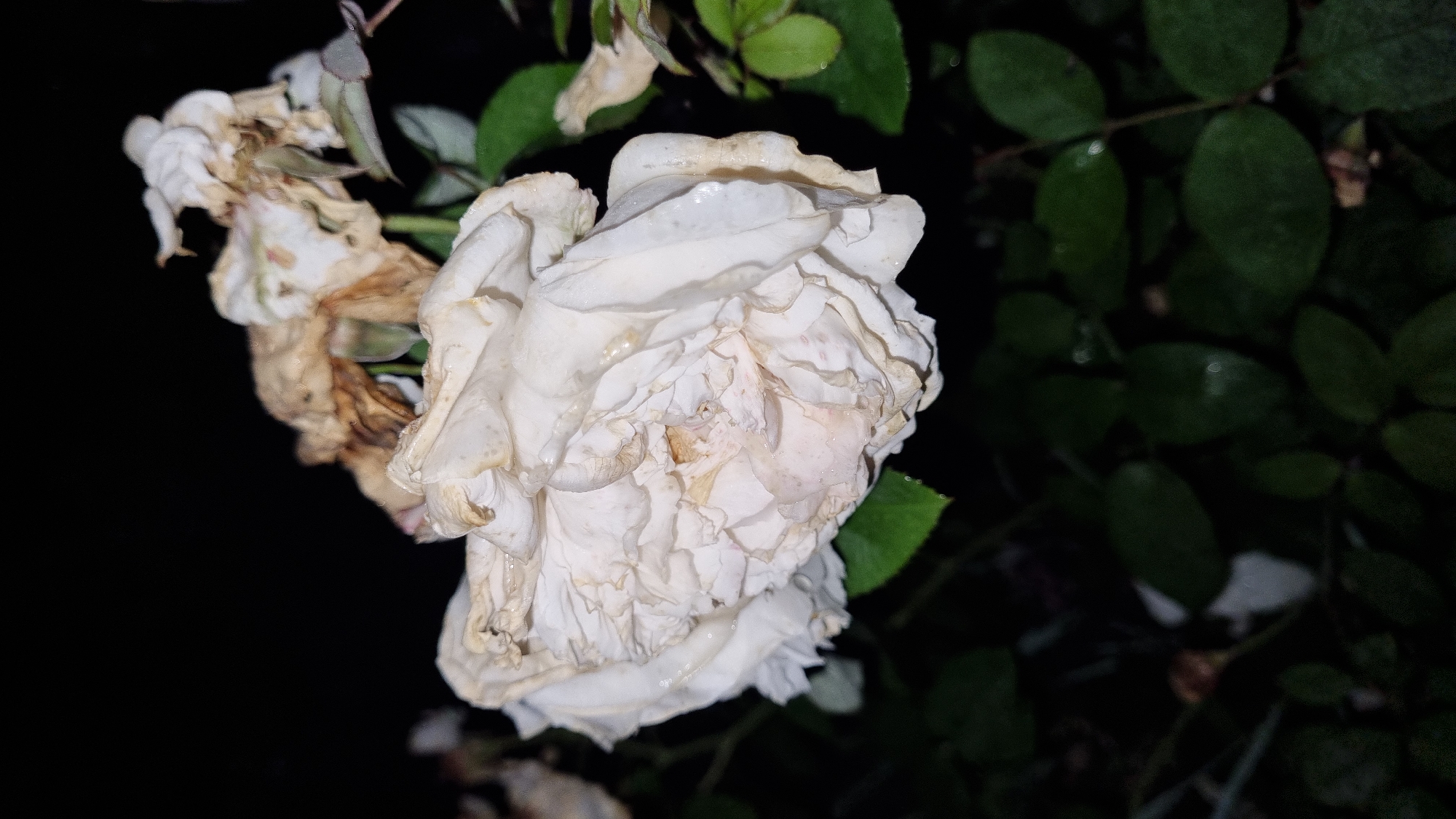A close-up, low-light, slightly blurred photograph shows a wilting white rose in the foreground against a dark background. The rose is tightly petaled and appears damp, with some brown, dried petals visible at the top and sides, indicating decay. Green leaves are visible below and to the right of the rose, also appearing damp. The overall impression is one of a fading bloom in a garden setting at night. The image was taken in the city of Vysokoe, Russia.