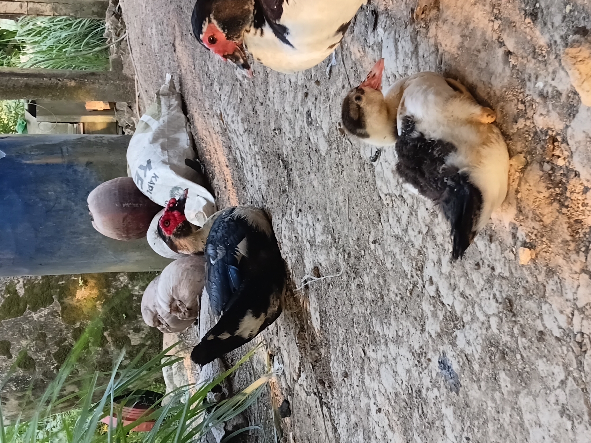 A group of ducks, including adults and a juvenile, are resting on a dirt and gravel ground. The adult ducks have black and white plumage with distinctive red facial caruncles around their eyes and beaks. The juvenile duck is mostly white with dark patches on its back and wings. In the background, there are large blue and dark-colored containers, a white sack, and some vegetation. The scene appears to be in an outdoor, possibly rural, setting in Margo Rukun, Indonesia.
