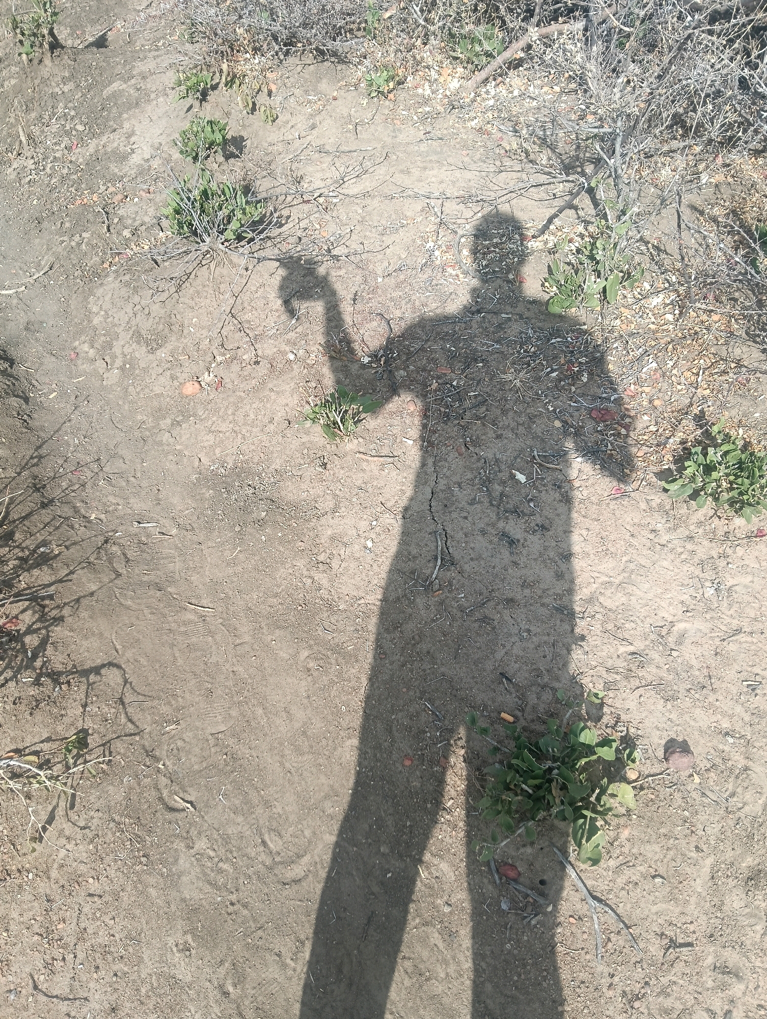 The image displays a shadow of a person standing in a dry, dusty, outdoor environment. The shadow is cast on the ground, which is composed of dirt, small pebbles, and scattered dry vegetation. The person's shadow is clearly visible, with an extended arm pointing to the left. The surrounding area shows sparse, dry bushes and some patches of green foliage. The light suggests it is daytime, possibly mid-morning or late afternoon, given the length and angle of the shadow. The setting appears to be a rural or undeveloped area. It is not possible to determine the specific location within Mutitu/Kaliku Ward, Kenya, from the visual information provided.