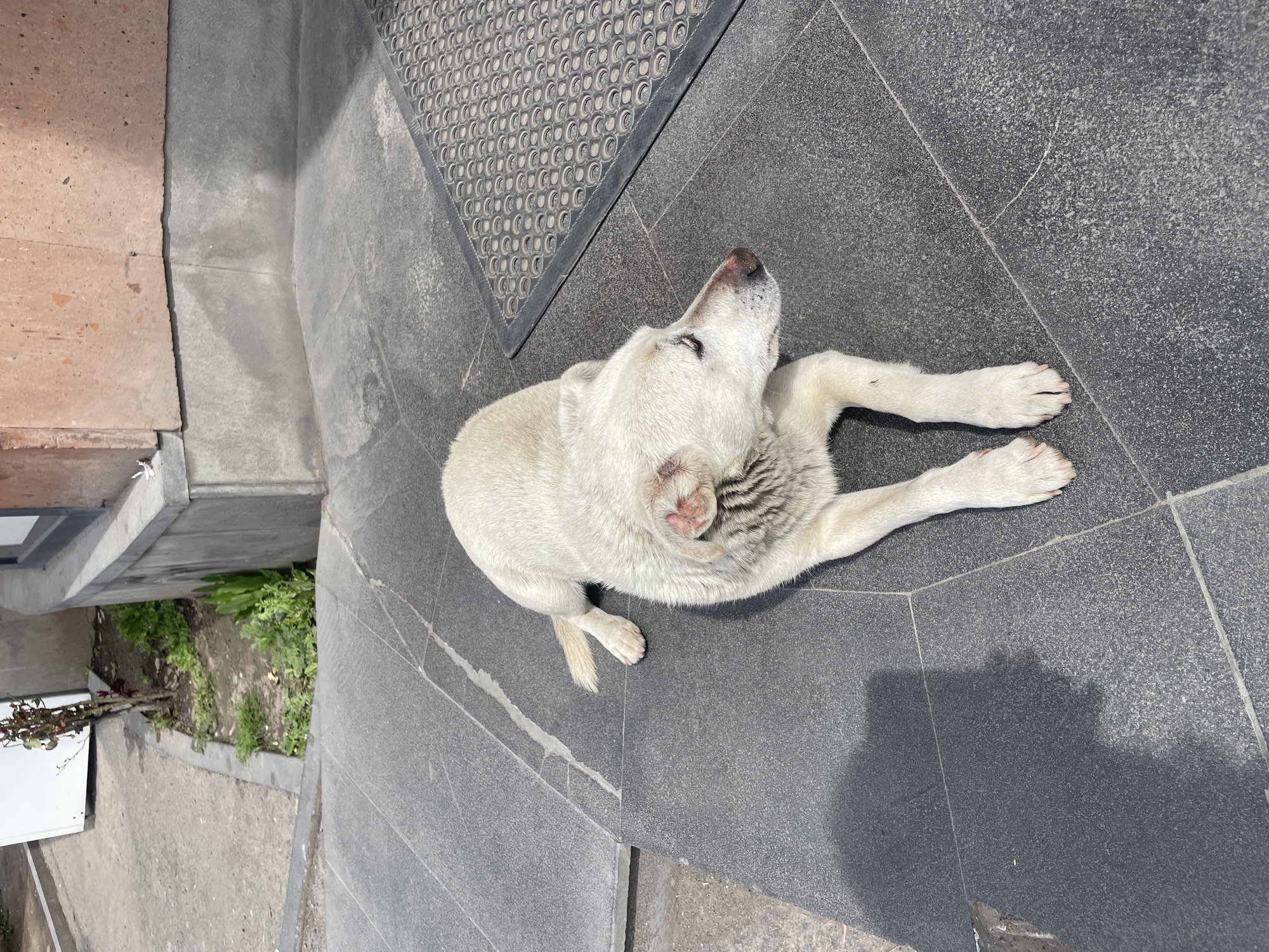 A high-angle shot depicts a white dog lying on a dark grey tiled surface. The tiles are oriented in a rectangular pattern. A dark grey rubber mat with a circular pattern is in the upper portion of the image. Near the left edge, steps lead down to a garden area with green plants. The dog has its head turned upward and outstretched paws. The photo was taken outside in Yerevan, Armenia.