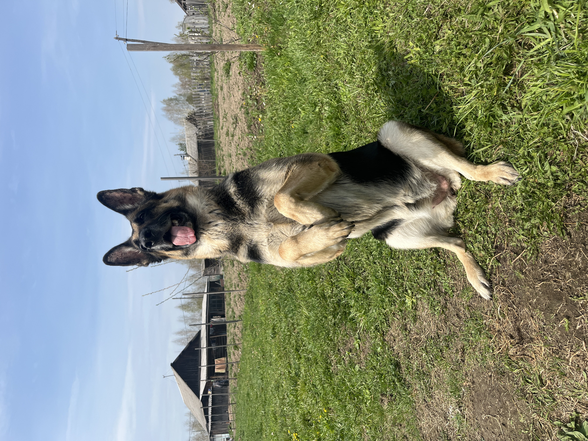 A German Shepherd dog lies on its back in a grassy field. The dog's tongue is visible, and it appears to be panting. In the background, there are wooden buildings and a fence, suggesting a rural or semi-rural environment. Power lines are visible in the upper left corner. The sky is blue with some clouds. The photograph was taken in Nizhny Tagil, Russia.