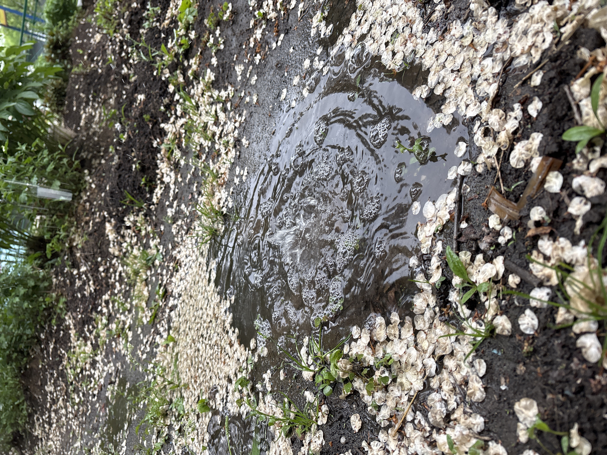 The image depicts a puddle of water on muddy ground, surrounded by fallen white flower petals. The water is rippling with bubbles, suggesting recent disturbance. Patches of green grass and other small plants are scattered around the puddle. The location appears to be an outdoor area with vegetation. No people are visible. The location in the city is listed as Unknown, Unknown.
