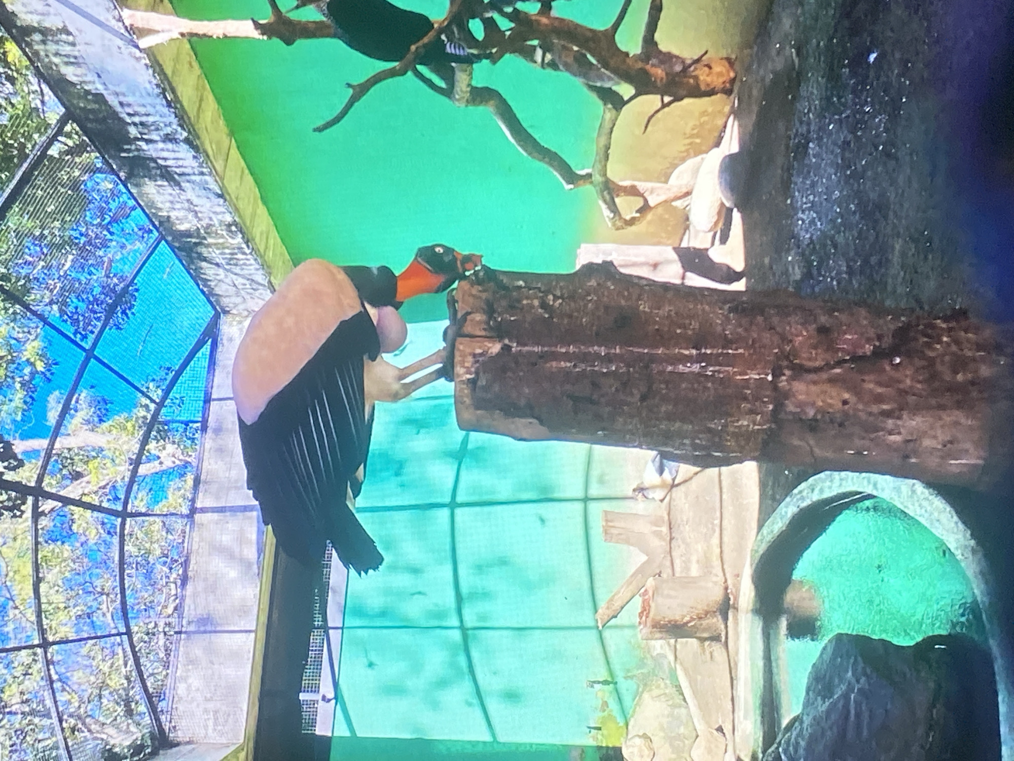 The image shows a King Vulture (Sarcoramphus papa) perched on a log inside an enclosure. The vulture has a black and white plumage with a brightly colored head. The enclosure has a blue, mesh-covered aviary structure visible through its walls, and the background shows branches and green-painted walls. The location is likely a zoo or aviary facility in Tinaquillo, Venezuela.