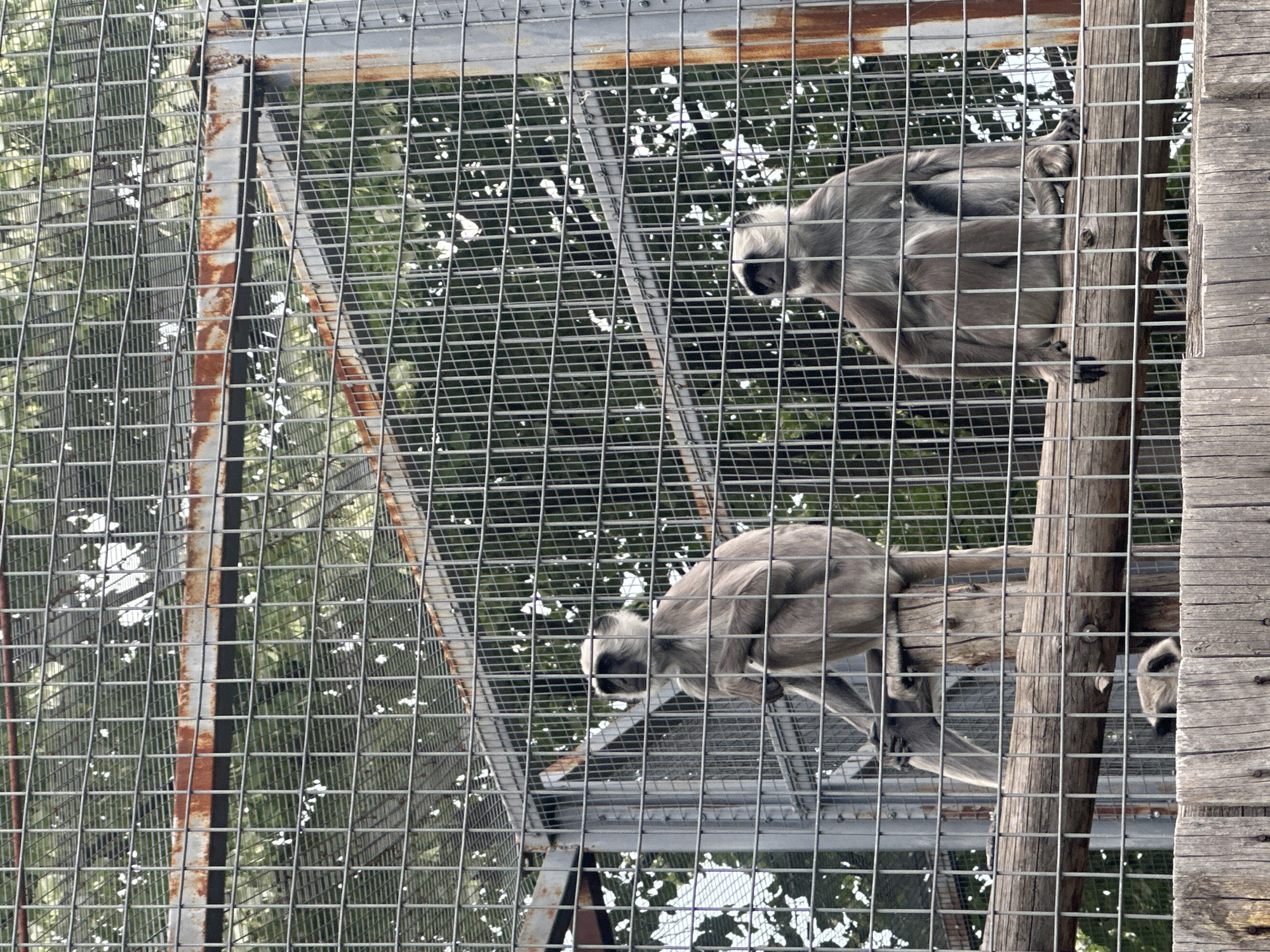 Two langur monkeys are visible in an outdoor enclosure at the Sofia Zoo in Sofia, Bulgaria. The enclosure features a metal cage with rusty horizontal bars. The monkeys are grey with darker faces and hands. One monkey is perched on a log to the left, looking to the side. The second monkey is sitting on a wooden beam in the center-right of the image, facing forward. A small, partially obscured monkey is visible below the beam. Trees with green foliage and white highlights are visible through the cage. The foreground consists of a wooden fence.