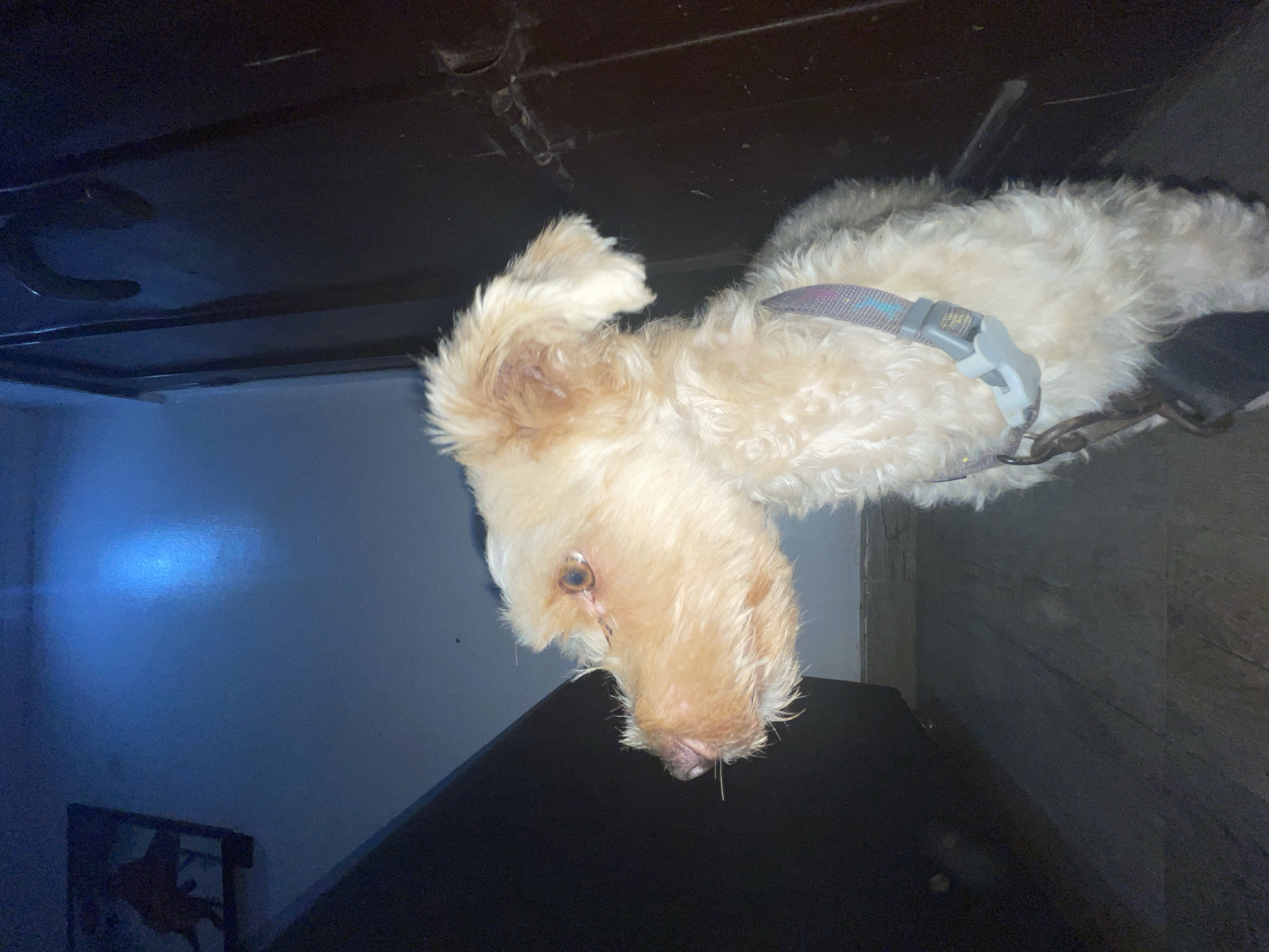 A tan-colored terrier-type dog with a blue and grey collar is positioned with its head hanging over the edge of a black surface, potentially a piece of furniture. The dog's nose and whiskers are visible, and one eye is clearly captured. The background is dimly lit, showing a blue wall with a picture frame in the lower-left corner and dark, wooden flooring. It is not possible to determine the location in Ado, Nigeria, from the given image.