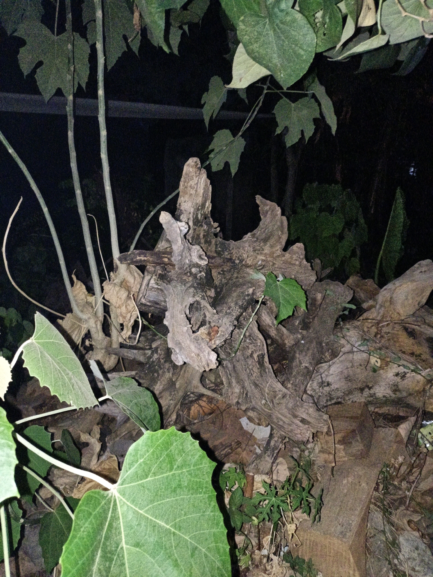 A close-up, low-angle shot captures a gnarled, weathered tree stump intertwined with several thin, pale green plant stems and large, serrated green leaves. The stump is the dominant subject, its rough, aged texture contrasting with the smoother, vibrant vegetation. The background is dark and out of focus, suggesting an outdoor environment at night or in deep shade, possibly in the city of Cikal, Indonesia. The overall impression is one of nature reclaiming man-made or aged remnants, with a focus on organic textures and the interplay of light and shadow. There are no people visible in the image.