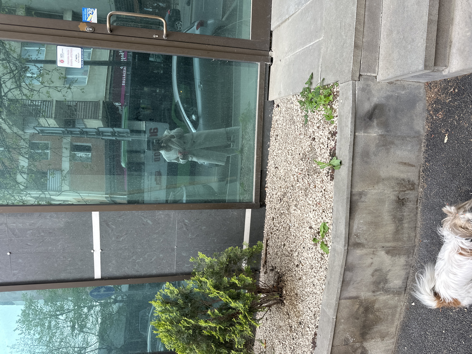 An outdoor scene captures a building's glass facade, a paved area, and a partial view of a dog. The main subject is the reflective glass door and window of a commercial building, revealing a person's reflection and elements of the street beyond.
Reflected in the glass is a person, appearing to wear a light-colored, possibly beige or gray, long coat. Their image is somewhat distorted by the glass. Also reflected are buildings across the street, featuring multiple windows and some architectural details, along with the silhouette of bare tree branches. A reversed purple sign with partial text like "npu" and "NCTAS9" is visible in reflection, likely from a shop across the street. The reflection also shows parts of vehicles.
Affixed to the glass door are several stickers. One prominent red and white sticker displays the logo and name of "SAKARTVELOS BANKI" (Bank of Georgia) and "საინფორმაციო ცენტრი" (Information Center) with the number "125". Another blue and yellow sticker features the "Ge" logo, "Tbilisi," and Georgian script that translates to "Tbilisi Transport Company," confirming the location as Tbilisi, Georgia.
Adjacent to the building's base is a narrow strip of ground covered in light-colored gravel, where small green weeds are growing. Beyond this gravel bed, a concrete curb separates it from a section of dark, asphalt-like paving. On this paving, the hindquarters and fluffy tail of a medium-sized dog, predominantly white with patches of brown fur, are visible on the right side of the frame. A small, bushy evergreen plant is growing at the base of the building, closer to the left side of the gravel bed.
The lighting suggests it is daytime, possibly bright and clear given the strong reflections. The overall setting is urban, depicting a building entrance or storefront alongside a pedestrian area.
