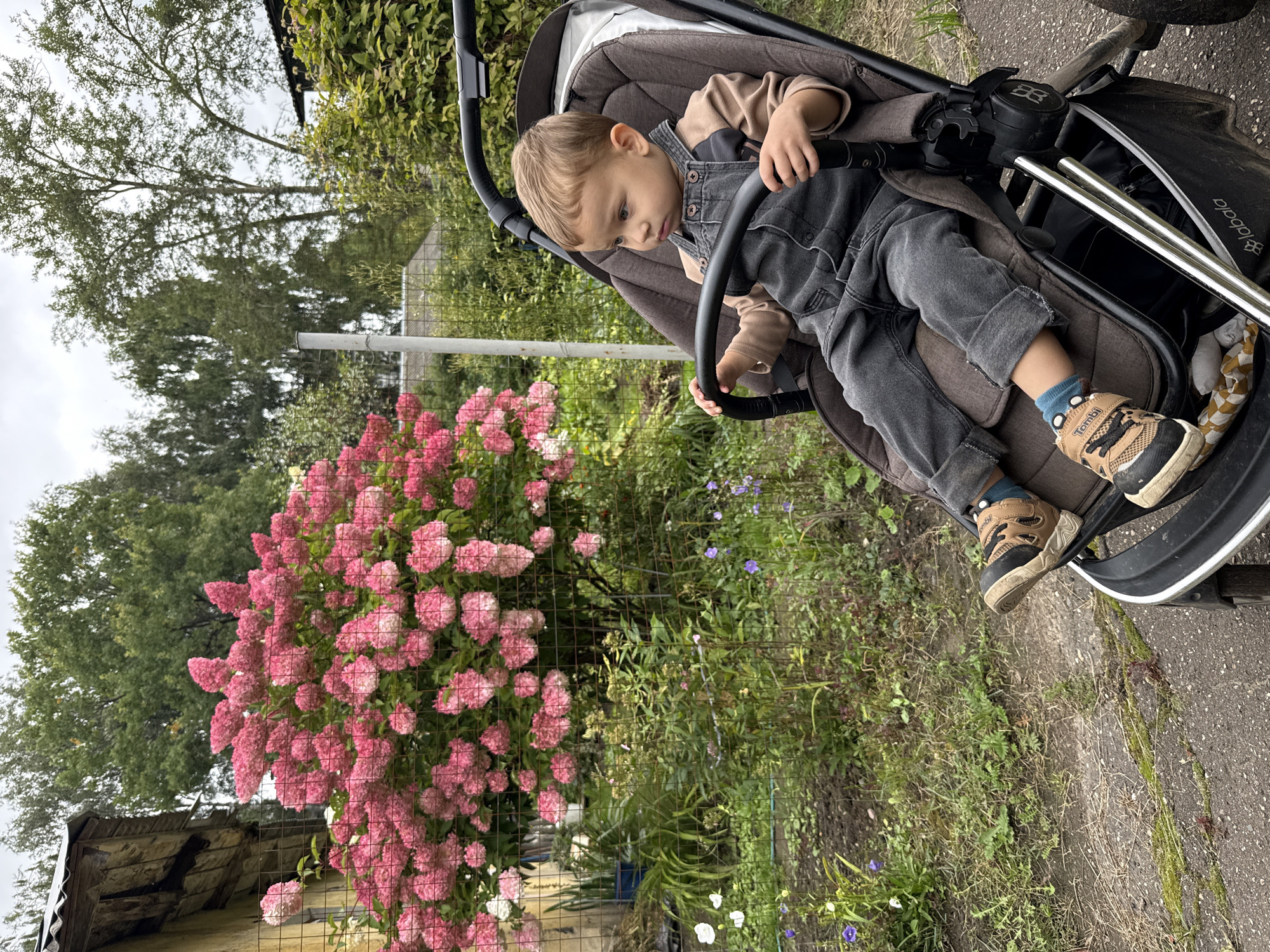 In Rusanovo, Russia, a young child sits in a stroller on a paved path adjacent to a garden. The child is wearing denim overalls and a long-sleeved shirt, with blue socks and brown and black sneakers. The stroller is dark brown with black accents and the brand name "labala" is visible. Behind the child, a vibrant pink hydrangea bush is in full bloom, separated by a wire fence from a garden with various plants and flowers, including purple and white blooms. A rustic building with a weathered wooden facade and a corrugated metal roof is visible to the left of the hydrangea. The background consists of trees and foliage under an overcast sky, suggesting a temperate climate.