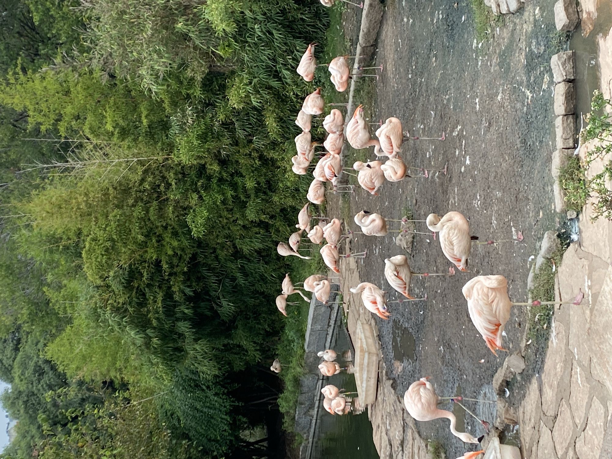 The image shows a group of flamingos in what appears to be a zoo or sanctuary setting. The birds are standing in a muddy area adjacent to a small body of water. Dense green vegetation and trees form a backdrop. The environment is likely an enclosure designed to mimic the natural habitat of flamingos. Given the prompt specifies Buenos Aires, Argentina, the location is potentially the Buenos Aires Zoo or another similar wildlife park in the city.