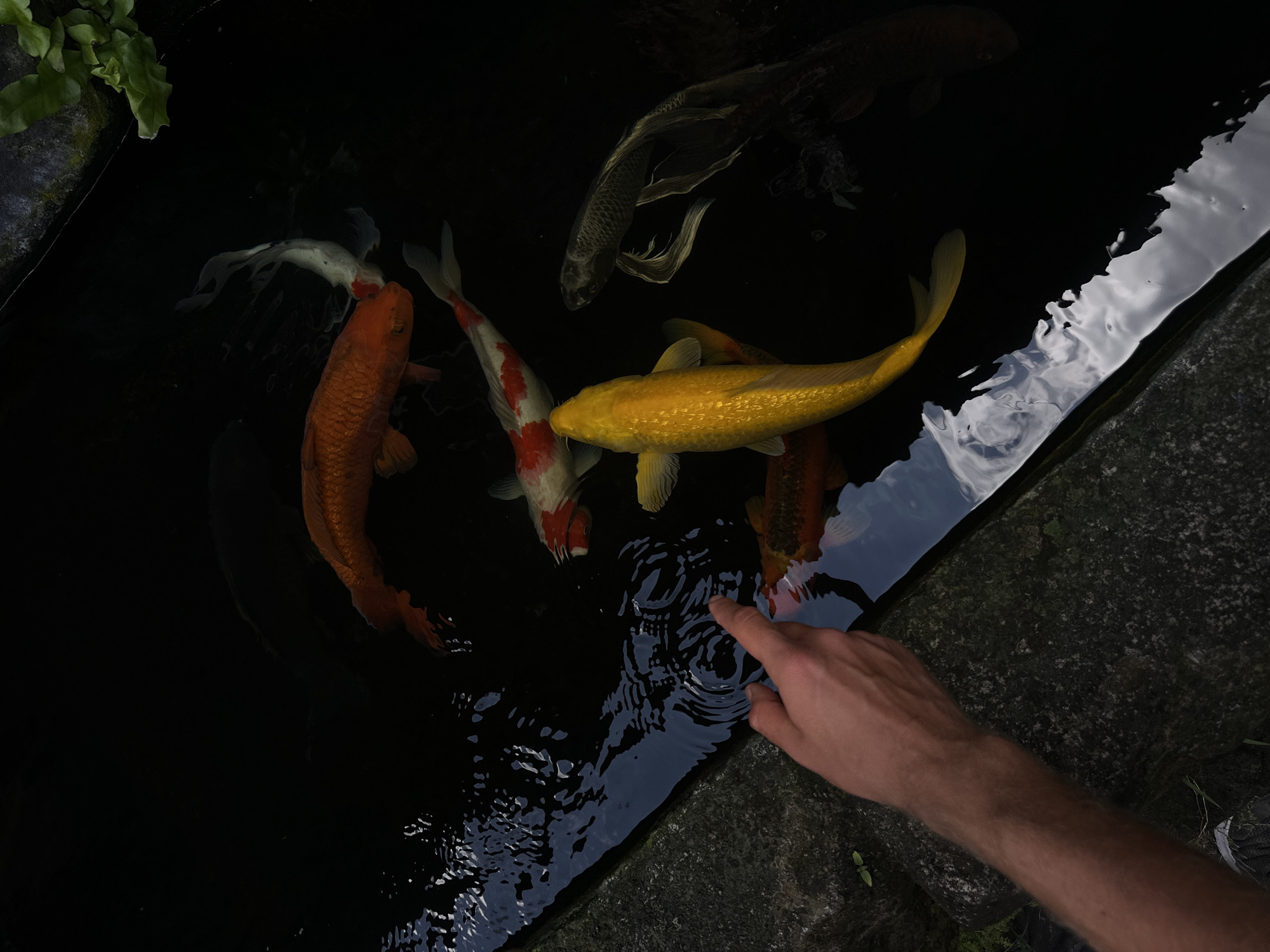 An overhead, medium shot captures a group of koi fish swimming in dark water. The fish are a mix of orange, white with red markings, and a solitary bright yellow koi. To the left, a person's arm and hand are visible, with their index finger extended towards the water, appearing to point at or interact with the fish. The edge of the pond is lined with rough, textured stone. Green foliage is visible in the upper right corner. The scene is lit, with reflections of the sky visible on the water's surface.