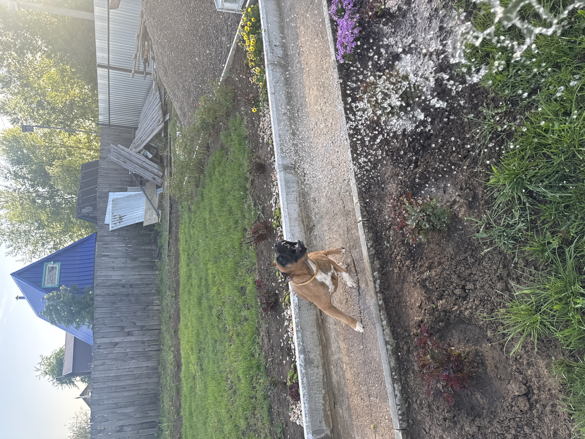 A medium-angle outdoor shot shows a brown and white Boxer dog standing on a concrete path next to a flower garden in Chaikovsky, Russia. The dog faces the right side of the frame with its mouth open, possibly barking or panting. Its yellow collar is visible.
The flower garden contains various flowers, including yellow and purple ones. A person is watering the flowers with a hose or sprinkler in the upper right corner of the frame. Water droplets are visible.
To the left of the path is a green lawn, and in the background is a fence and buildings with blue roofs. The time of day appears to be either early morning or late afternoon, based on the angle of the sunlight.