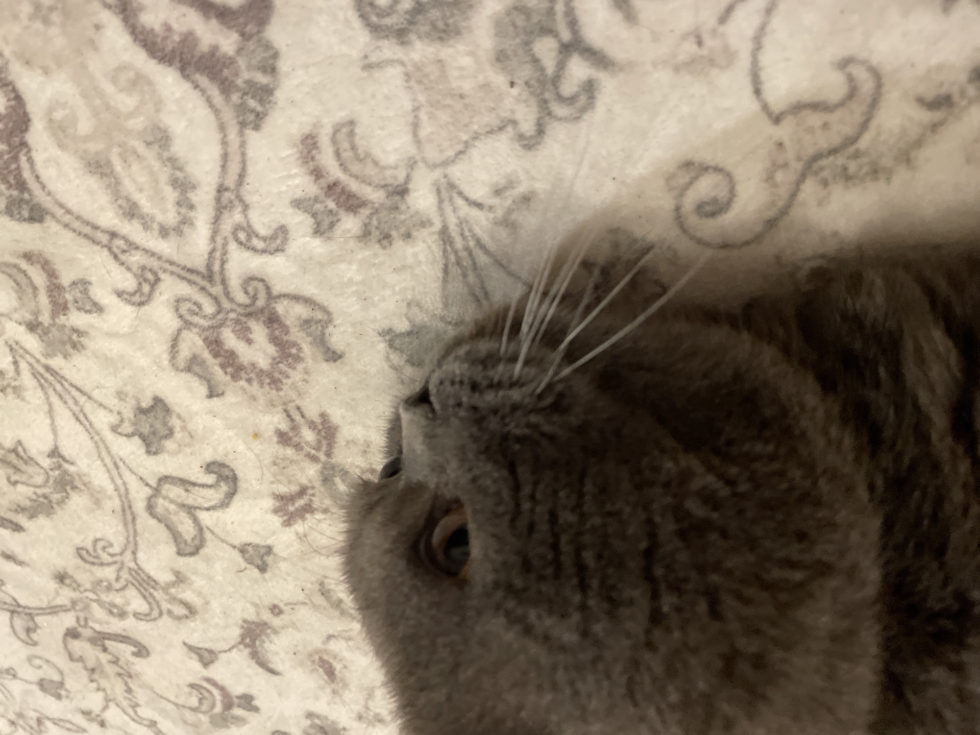 The image is a close-up, high-angle shot of a grey cat's face lying on a patterned rug. The cat is looking upwards and to the right, with its left eye clearly visible. The rug has an intricate floral pattern with shades of beige, grey, and purple. The cat's fur is soft and dense, and its whiskers are prominent. The overall lighting is dim, creating a soft focus effect. The location is unknown.
