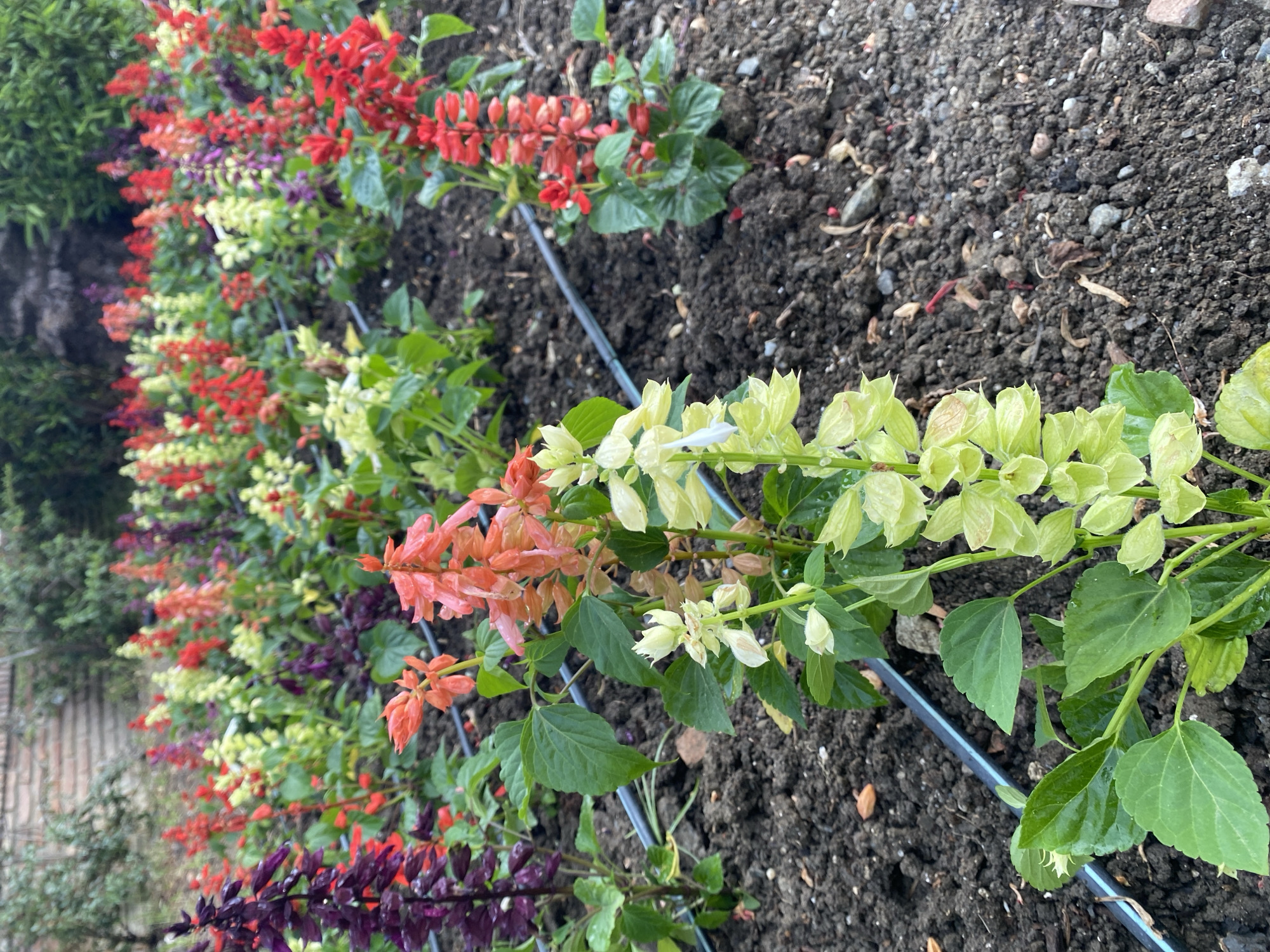 The image shows a close-up of a garden bed filled with a variety of flowering plants. The flowers are in different colors, including deep purple, coral, red, and pale green. They are arranged in rows, with a black irrigation hose running horizontally through the soil between the plants. The soil appears dark and rich, with some small stones and fallen leaves visible. In the background, a brick wall and lush green foliage can be seen, suggesting an outdoor setting. The lighting is natural, indicating it was taken during the daytime. There are no people or animals present in the image. The setting is a meticulously maintained garden, likely in a public space given the orderly planting and irrigation system. The overall impression is one of vibrant floral beauty and horticultural care.