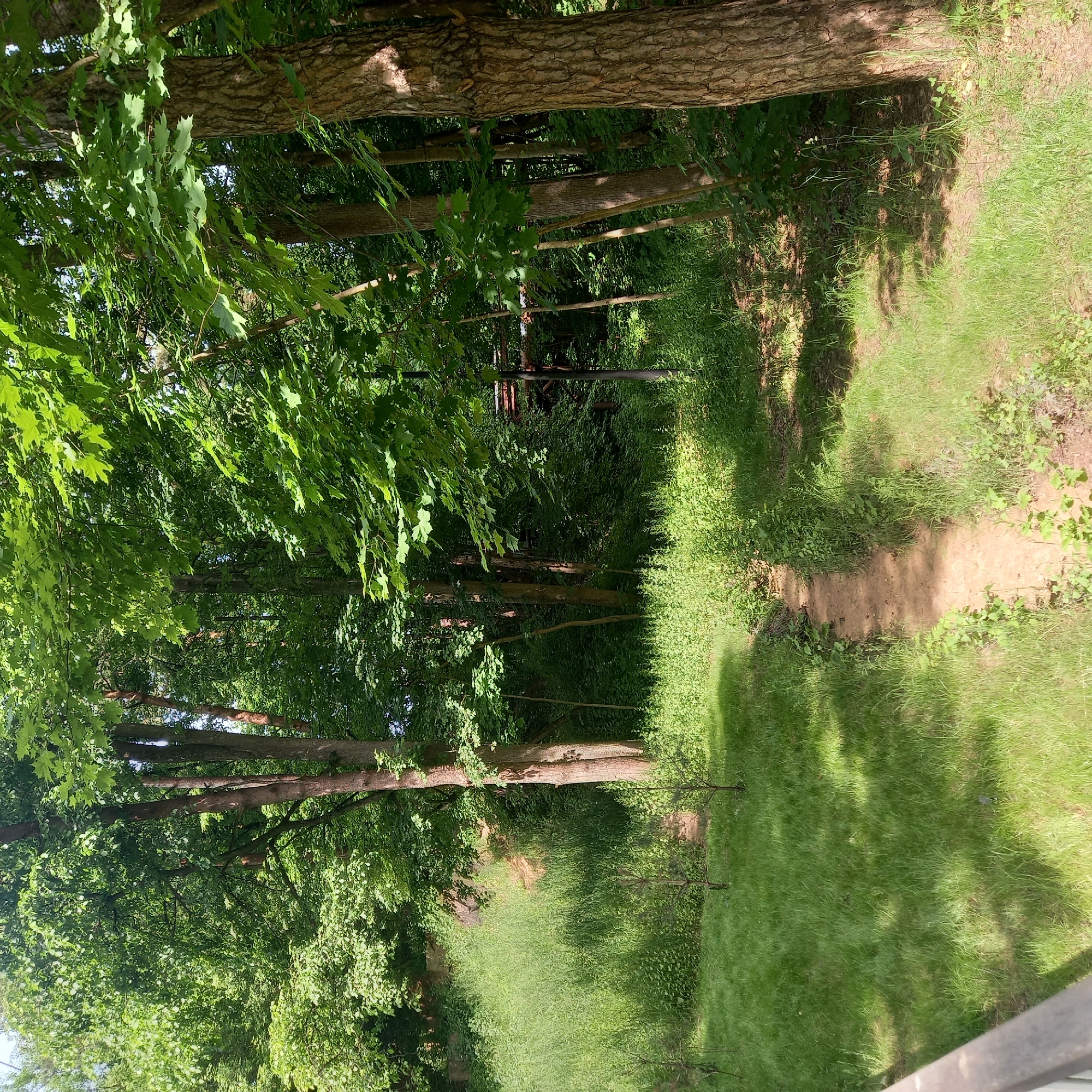 This image depicts a sunlit, verdant forest scene in Zvenigorod, Russia, characterized by dense deciduous trees and varied undergrowth. The foreground features a patch of unevenly mown grass with a narrow, unpaved dirt path running centrally from the bottom towards the middle of the frame, disappearing into thicker vegetation. Sunlight casts dappled shadows across the grassy areas and the path, indicating clear weather.
Dominant elements include several large tree trunks with textured bark, primarily on the right side and extending into the middle ground. The trees are fully leafed with bright green foliage, some leaves displaying sharp lobes, suggestive of maple or similar species. Beyond the immediate foreground, the terrain rises into a steep embankment or hillside covered in a mix of tall grass, shrubs, and smaller trees. In the upper left quadrant, another patch of dense, lighter green foliage suggests more distant trees or a cleared area beyond the embankment.
Towards the upper right and middle-right background, partially obscured by the tree canopy, a dark, rust-colored structure is visible, consistent with a segment of an old metal bridge or elevated walkway, possibly part of a railway or pedestrian infrastructure. The overall impression is one of a wild, natural environment with minimal signs of recent human disturbance, apart from the path and potentially the distant structure. No people or animals are visible in the frame.