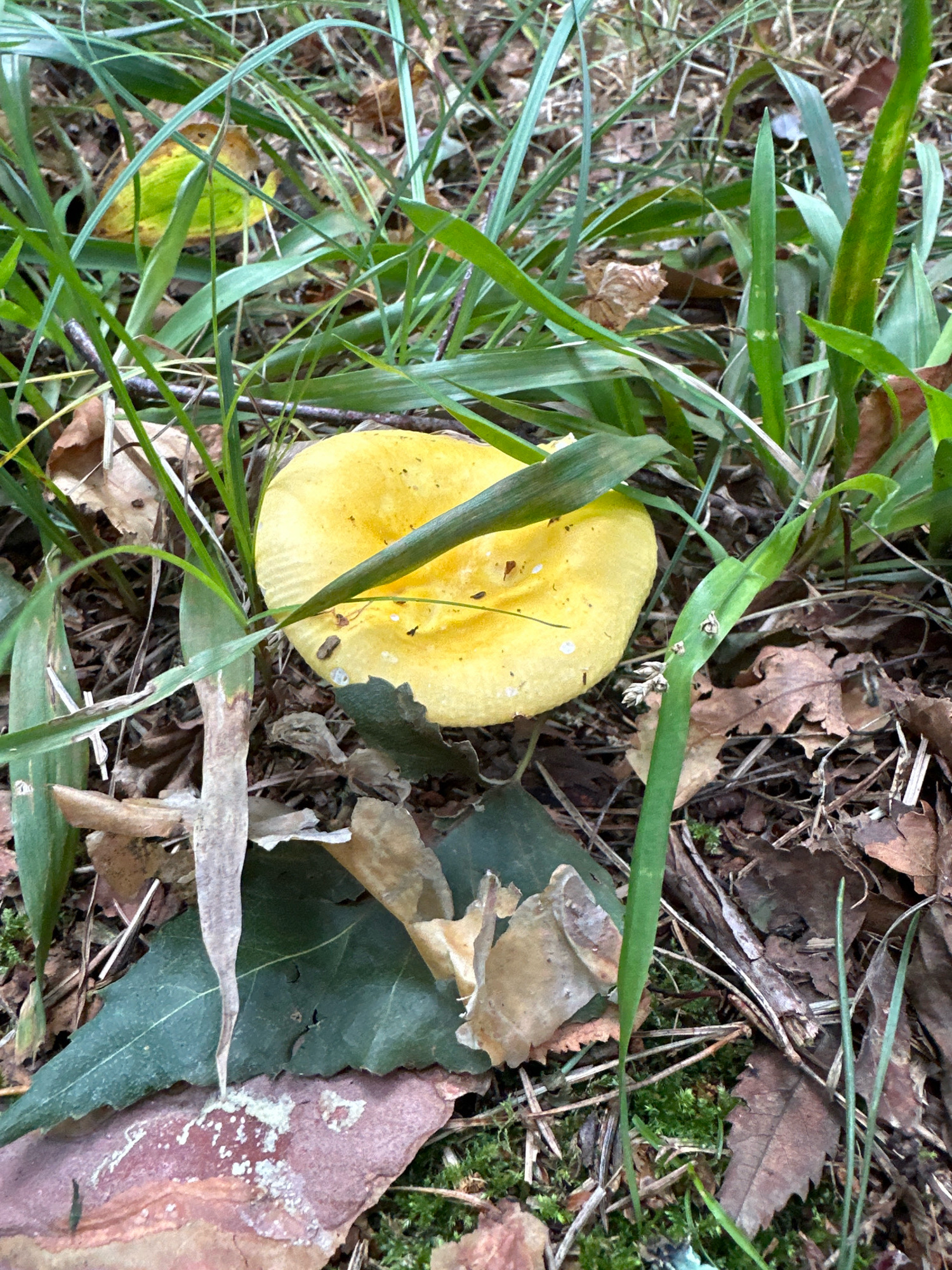 A close-up, eye-level shot shows a yellow mushroom with a slightly tattered edge, partially obscured by blades of green grass and dried leaves on a forest floor. The mushroom cap is concave and a vibrant yellow with a few small white flecks. Its stem, also visible, is pale and slender. The surrounding environment consists of fallen brown leaves, green moss, and various thin green grass blades, suggesting a natural, wooded setting within the Мядзельскі сельскі Савет region of Belarus. No people are present.