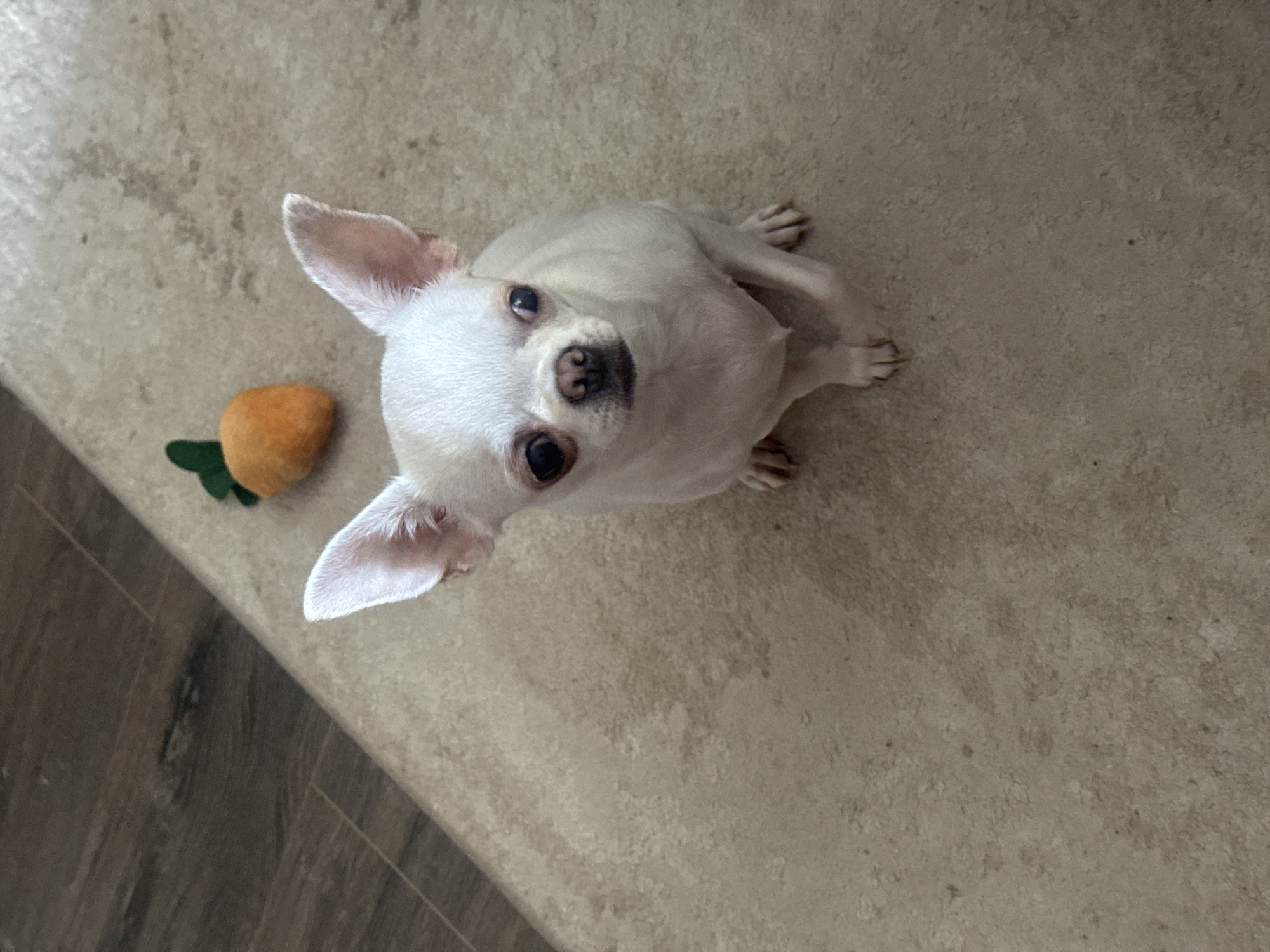 An overhead, eye-level medium shot shows a white Chihuahua dog sitting on a beige-speckled floor. The dog is facing the camera with its head slightly tilted, its big dark eyes looking forward. The dog’s ears are pointed and upright, and its mouth is closed. The dog’s front paws are positioned together, and its hind legs are tucked under its body. A small, orange stuffed carrot toy with green fabric leaves is visible to the upper right of the dog. The floor appears to be a linoleum or vinyl material with a subtle mottled pattern. To the left of the dog, a section of dark wood-plank flooring is visible, with a clear diagonal line separating the two flooring types. The lighting is bright and evenly distributed, casting minimal shadows. The background is out of focus, but suggests an indoor environment. There is no indication of the location being in Novosibirsk, Russia.