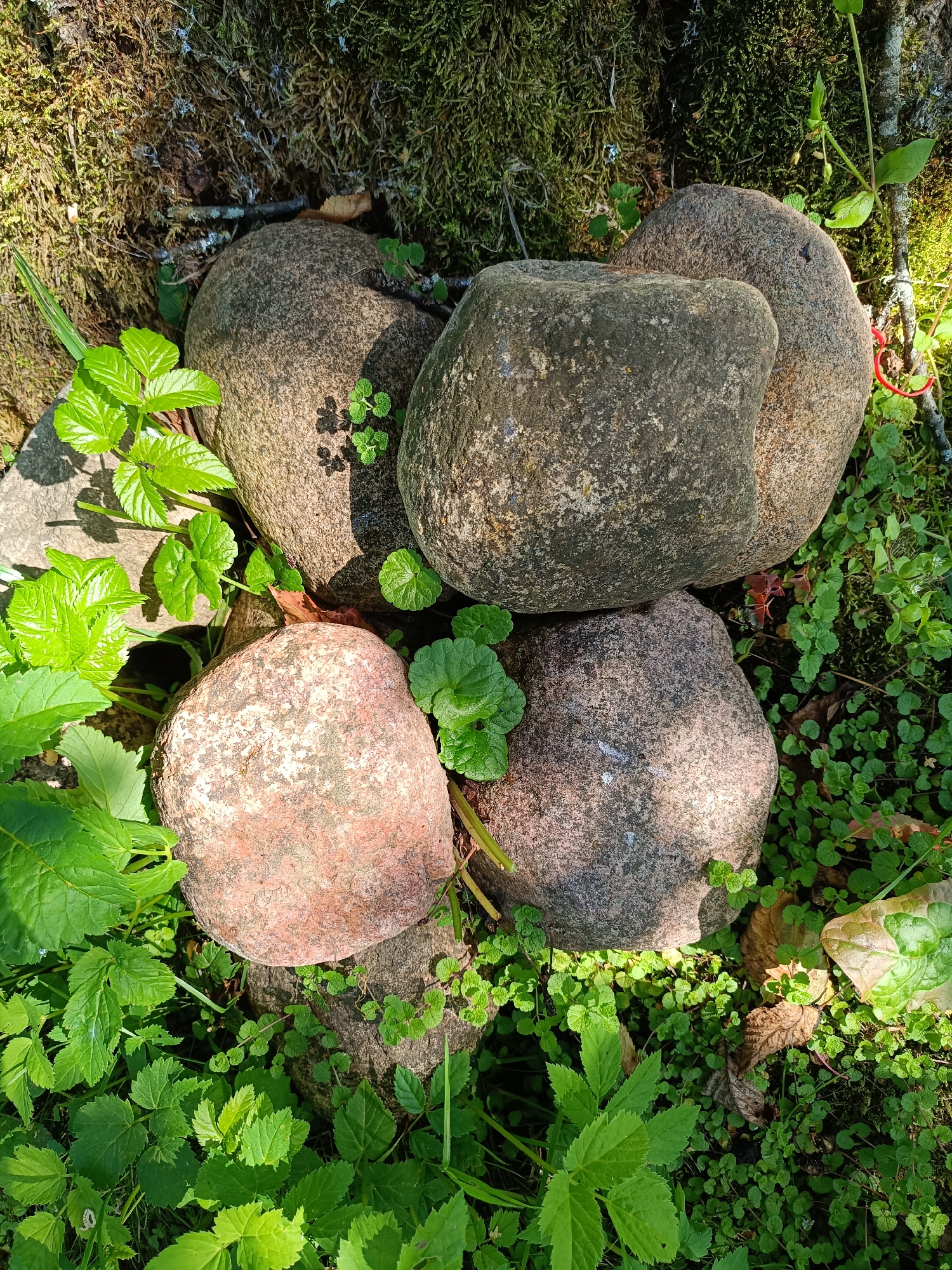 The image shows a cluster of five smooth, rounded stones of varying sizes and colors, nestled amongst lush green foliage and mossy ground cover. Some of the stones are a speckled grey, while others have a pinkish hue. Sunlight filters through the leaves, casting shadows and highlighting the textures of the stones and plants. A few small, delicate green plants with rounded leaves are interspersed among the stones. In the background, a thick patch of dark green moss covers a surface, possibly the base of a tree or a rock wall. The scene appears to be an outdoor natural setting, likely in a garden or a wooded area. The location in the city of Tebras, Latvia is noted, but this detail does not manifest visually within the provided image.