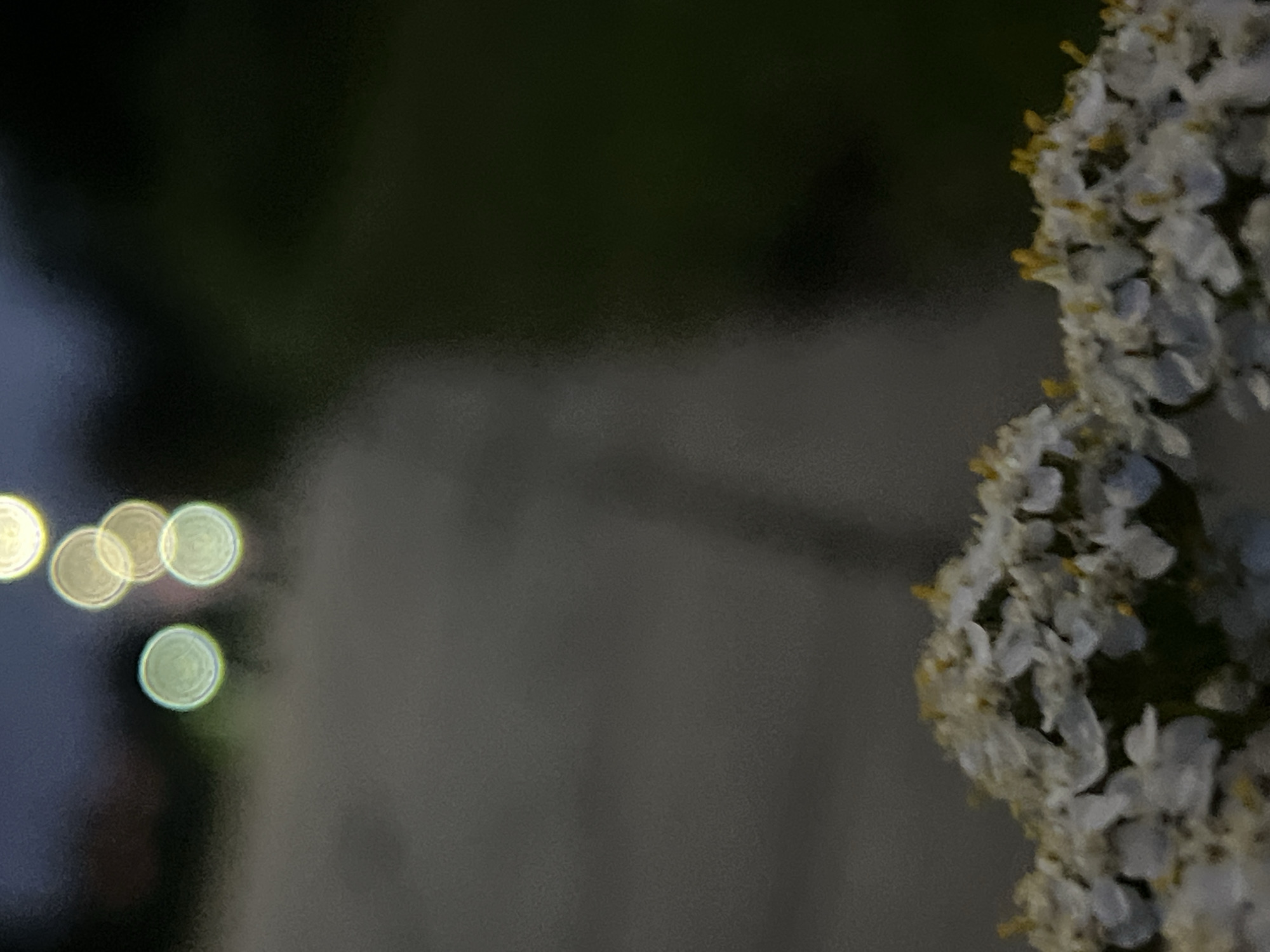 In the foreground, a cluster of small, white flowers with yellow centers is in sharp focus. Behind the flowers, a blurred, light gray surface occupies the middle ground, transitioning into a dark green, out-of-focus background. In the upper left portion of the image, several soft, glowing circles of light are visible, suggesting artificial lighting sources in the distance. The overall impression is one of an outdoor setting at dusk or night, possibly in a park or garden. Given the context, this image could have been taken in a location such as Bernardinų Sodas (Bernardinų Garden) in Vilnius, Lithuania, which features various flora and is often illuminated in the evenings.