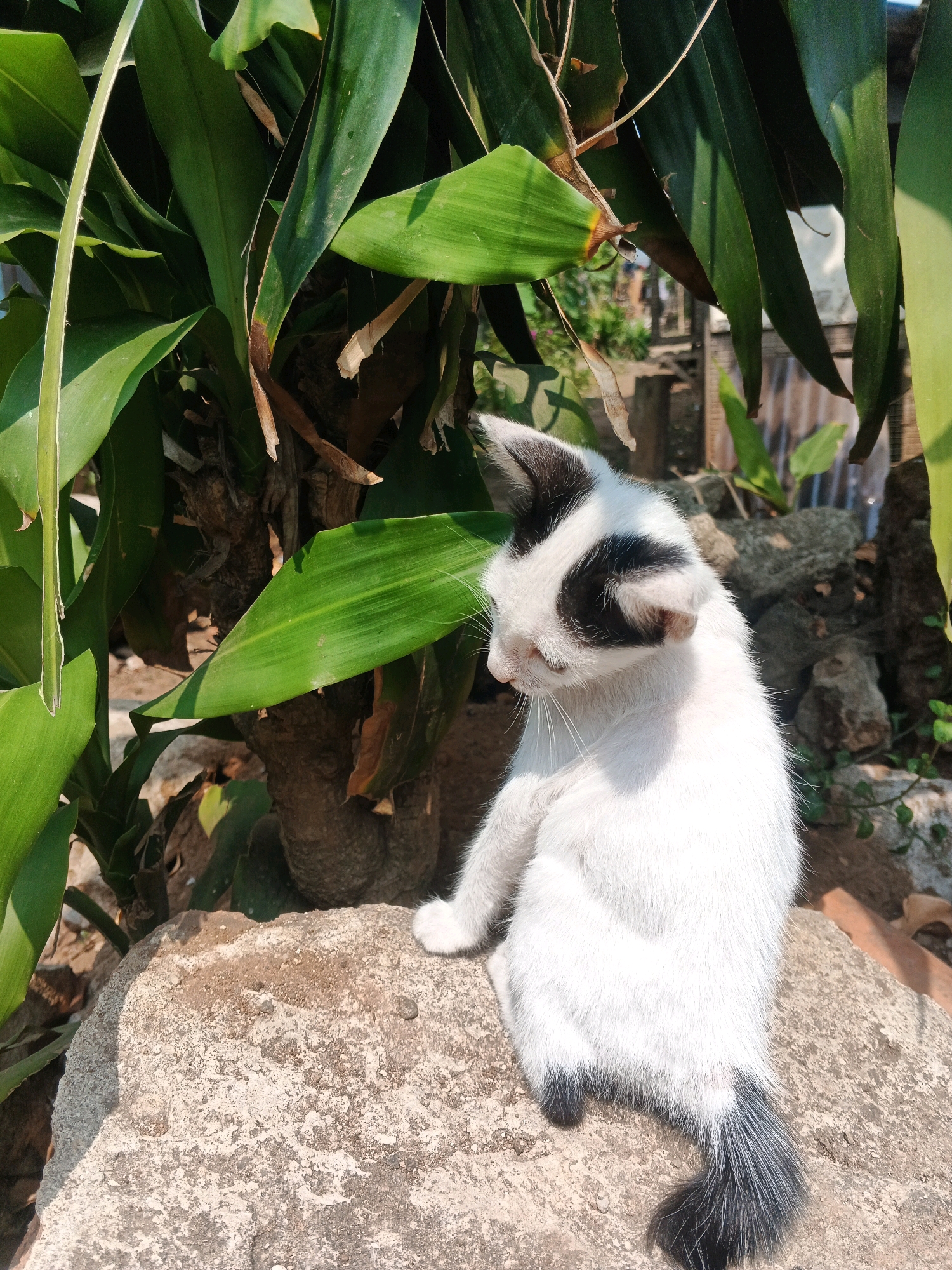In Kadu, Indonesia, a black and white kitten sits on a large, rough-textured stone. The kitten, with distinctive black markings around its eyes and ears, is facing to the left, looking downwards. Its white fur is clearly visible, and its tail is black with white streaks. Behind the kitten, a large leafy plant with broad green leaves dominates the left side of the frame. The background shows a collection of rocks, some greenery, and what appears to be a wooden fence or structure, suggesting an outdoor, possibly rural or semi-urban environment. The sunlight casts shadows, indicating a daytime scene.