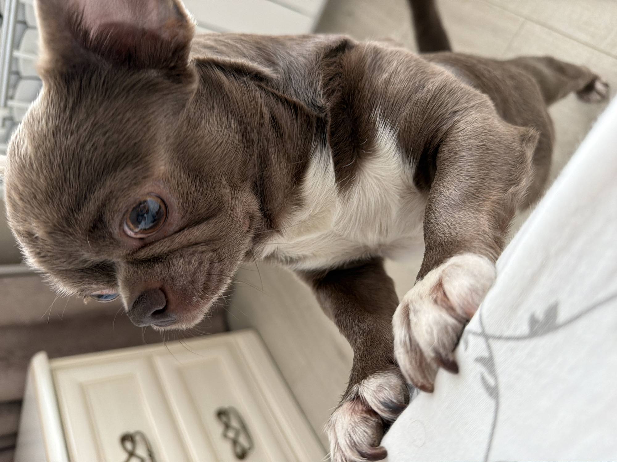 A close-up, downward-angled shot features a brown and white Chihuahua. The dog's front paws are resting on what appears to be a white surface with a gray design. The dog is brown with white fur on its chest and paws. A white cabinet can be seen out of focus in the background. The location in the city of Votkinsk, Russia, is not discernible from the image.