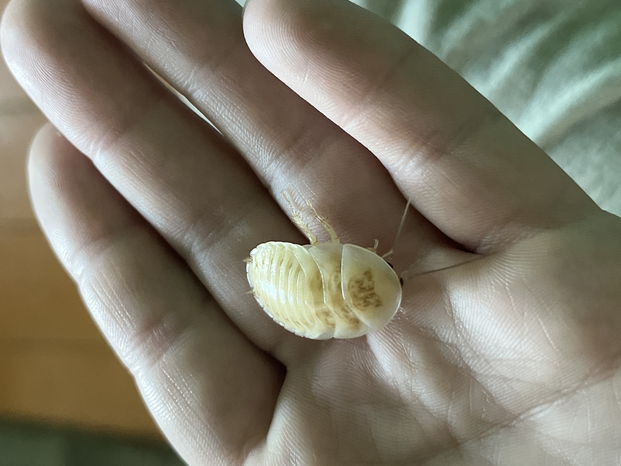 A hand holds a pale yellow cockroach. There is no evidence the image was taken in Nizhny Tagil, Russia.