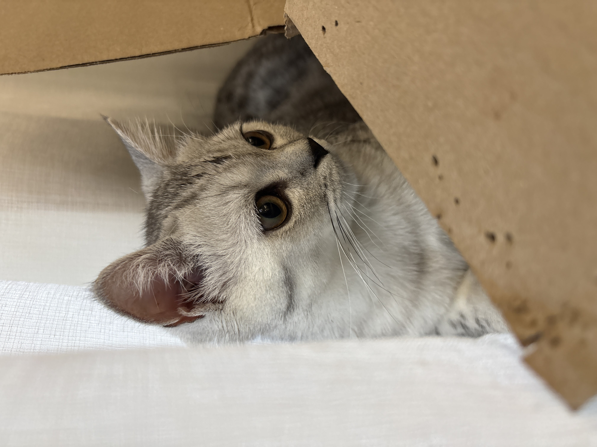 A grey tabby cat with amber eyes peeks out from behind a white curtain and inside a cardboard box. The cat is looking to the right of the frame, with its head turned. The background is out of focus, but appears to be an indoor setting with a white curtain and the brown cardboard box. There is no visible indication of the cat's location in Izhevsk, Russia.