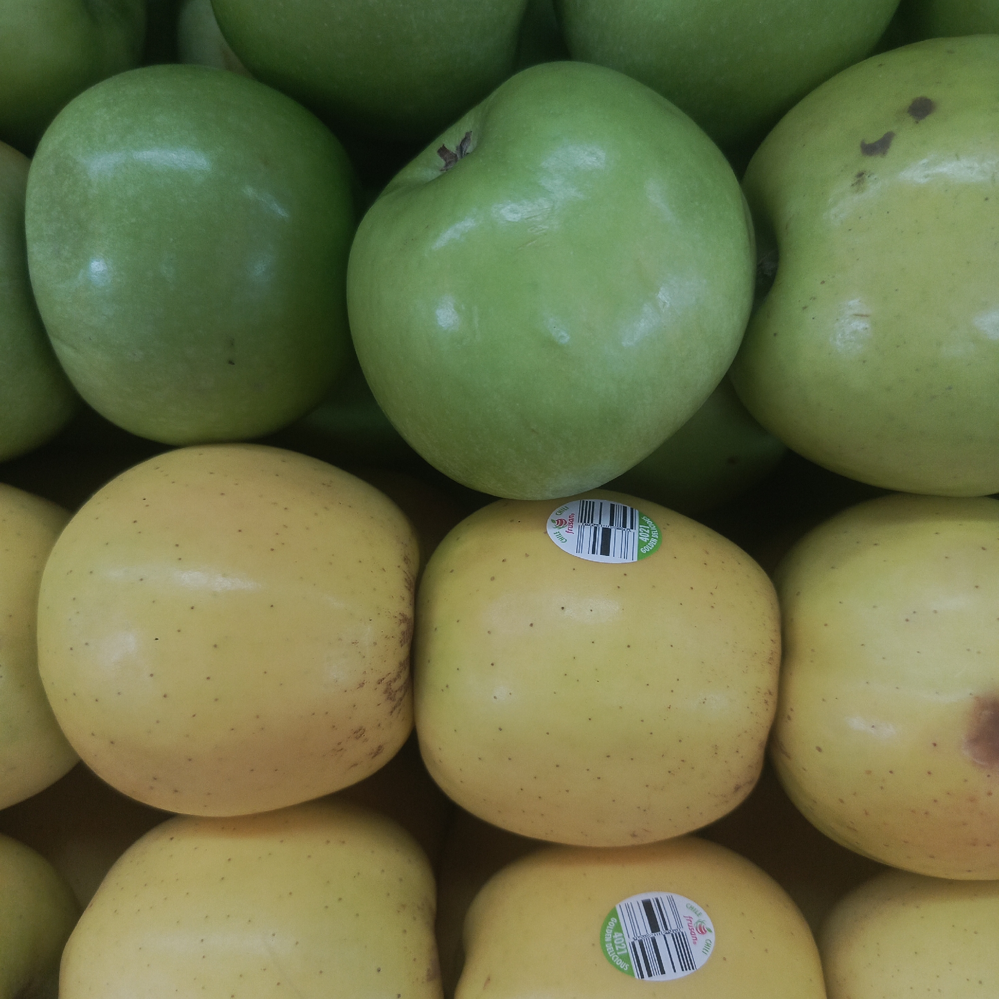 The image shows a close-up, overhead view of a selection of apples. The apples are arranged in rows and are of two main colors: green and yellow. In the foreground, there are several yellow apples, some with small brown blemishes and stickers. One sticker visible on a yellow apple reads "GOLDEN DELICIOUS" and "CHILE 4021 frusano". Behind these, there are several green apples. The lighting suggests an indoor setting, possibly a market or grocery store. There is no indication of the location being the city of Los Teques, Venezuela.
