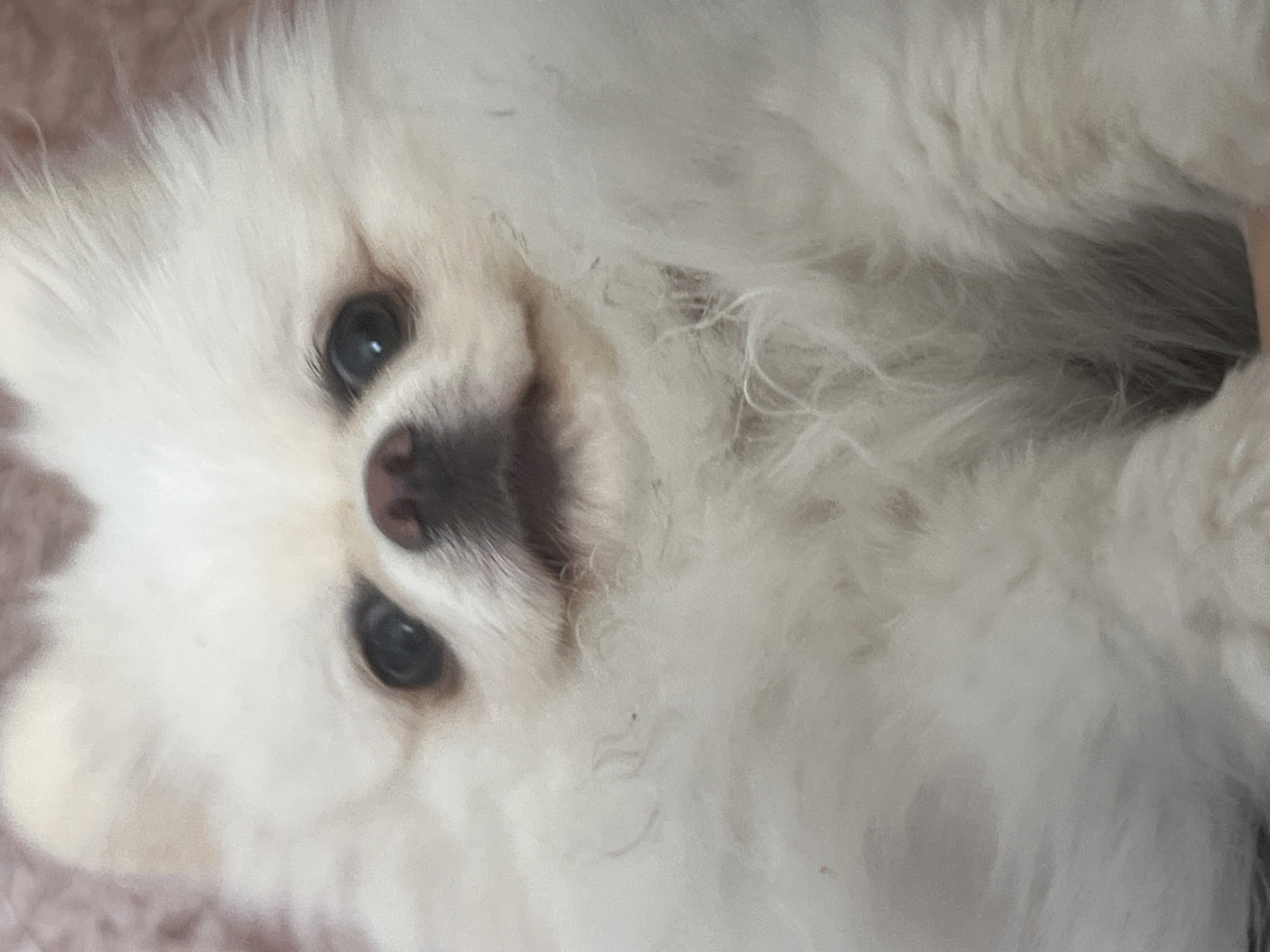 An extreme close-up shot focuses on the face of a white Pomeranian dog. The dog's eyes, nose, and mouth are visible against its fluffy white fur, which fills the majority of the frame. The background appears to be a soft, textured pink surface.