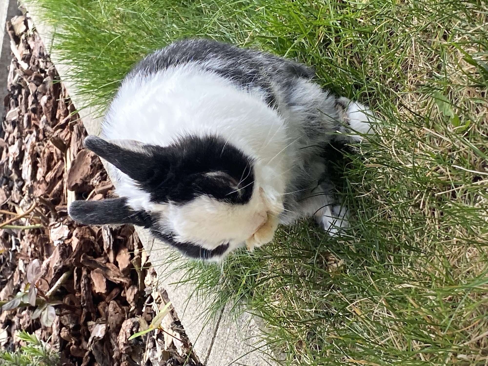 A black and white rabbit is lying in the grass next to a border of wood chips and a stone path. The location is Truchtersheim, France, based on the EXIF data of the image. The rabbit is positioned on the ground, surrounded by green grass. To the left, there is a bed of wood chips. A stone path runs along the edge of the grass and wood chips.