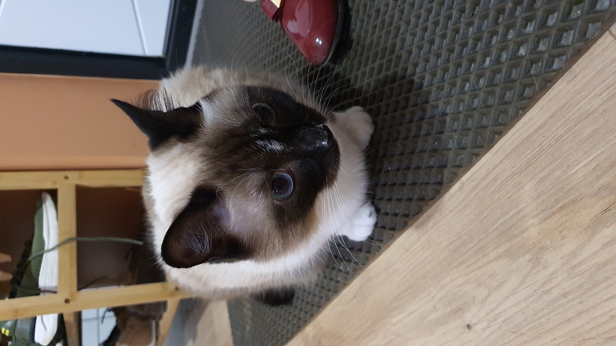 A close-up, top-down shot focuses on a Siamese cat's face as it looks up at the camera. The cat has distinctive dark brown markings on its ears, face, and paws, contrasting with its cream-colored body and white chest. Its blue eyes are wide and attentive. Long, white whiskers fan out from its muzzle. The cat is lying on a textured dark grey mat, which appears to be a doormat, next to a light-colored wooden surface, possibly a floor or table. In the background, a light-colored wall and a wooden shelf with some items are visible. To the upper right of the frame, a glimpse of a shiny, dark red shoe is visible. The lighting suggests an indoor setting, likely during the daytime. No text is visible in the image. The overall impression is of a curious pet observing its surroundings.