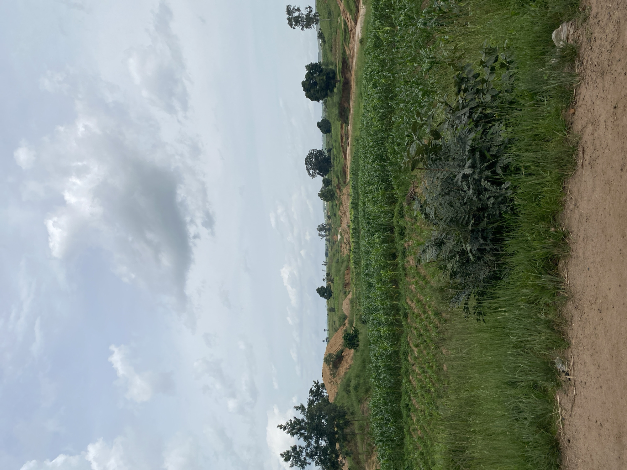 The image shows a rural landscape in Kuru, Nigeria, characterized by rolling hills, agricultural fields, and scattered trees under a cloudy sky. In the foreground, a dirt path runs along the bottom edge of the frame. Beyond the path, tall green grass lines the edge of the frame, with a dense cluster of dark green foliage in the lower right quadrant.
Dominating the mid-ground is a large field of young corn crops, planted in neat rows that follow the contours of the land. The corn plants are vibrant green and appear to be healthy and well-established. Behind the cornfield, the terrain rises into sandy hills, some of which show signs of earthworks or excavation. Several trees, varying in size and shape, are interspersed across the landscape, with a notable cluster of tall, slender trees on the left side of the image.
In the distance, the landscape continues with more green fields, scattered trees, and gentle undulations. A dirt road or track can be seen winding through the scene, suggesting a well-traveled area. The sky is overcast with a mix of light and dark gray clouds, indicating a potentially humid or rainy day. No people are visible in the image. The overall impression is one of a cultivated agricultural area within a natural, somewhat rugged terrain.