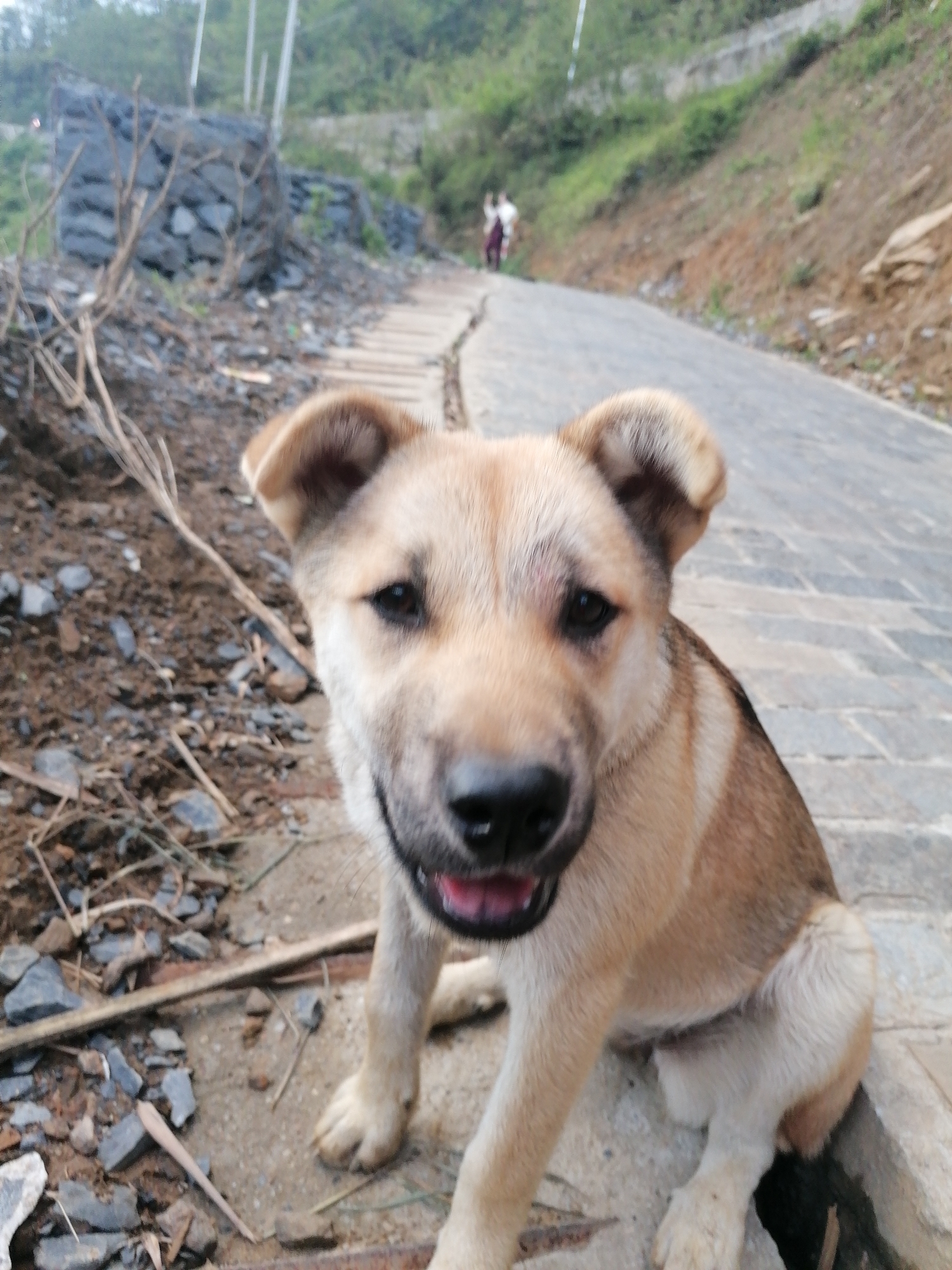 A tan and white dog sits on the edge of a stone-paved path. The dog faces the camera with its mouth slightly open, showing its teeth. To the left of the dog, the ground is covered with dirt, small rocks, and a few sticks. In the background, the path continues upwards, where two people are walking away from the camera. The surrounding environment appears to be a hillside with vegetation. This image was taken in Sa Pa Ward, Vietnam.