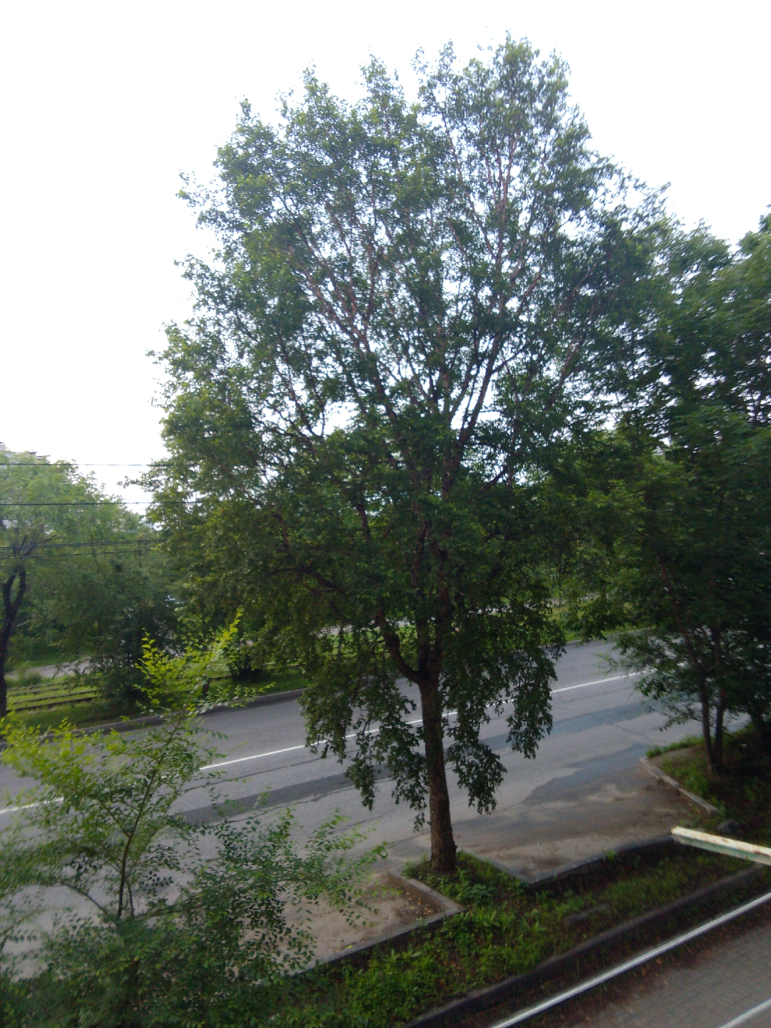 This image captures a street scene in Khabarovsk, Russia, on a bright, overcast day. Dominating the foreground is a large, mature deciduous tree with a thick trunk and a full canopy of green leaves. Its branches spread wide, partially obscuring the sky and the background. To the left of this central tree, a paved road runs horizontally across the frame, marked with a white line. On the other side of the road, a row of trees and some buildings are visible in the distance. The ground in the foreground, to the right of the large tree, is covered in grass and appears to be a sidewalk or verge adjacent to the road. A section of a white, wooden structure, possibly a railing or fence, is visible in the bottom right corner, angled towards the road. The overall impression is one of a green, residential area with urban infrastructure. There are no people or vehicles visible in the image.