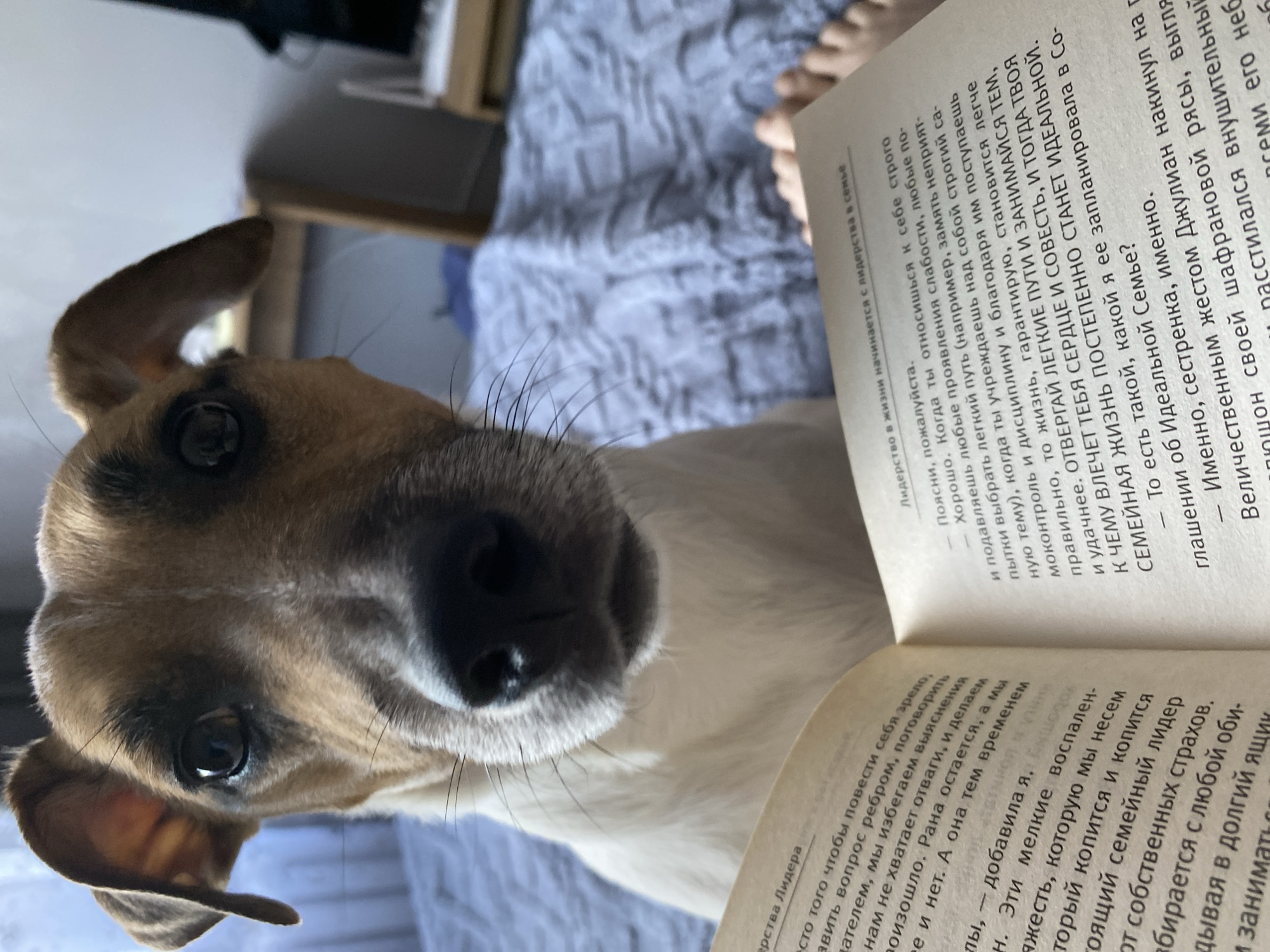 A close-up, slightly off-center, eye-level indoor shot shows a dog with tan and brown fur, a black nose, and dark eyes, looking directly at the camera. The dog's face is partially obscured by an open book. The book is in Russian and the text discusses leadership and family. Part of a hand is visible at the top edge of the book. The background shows a shelf and a light blue patterned surface. The overall environment appears to be a home. The location is not definitively indicated as Noviy, Russia.